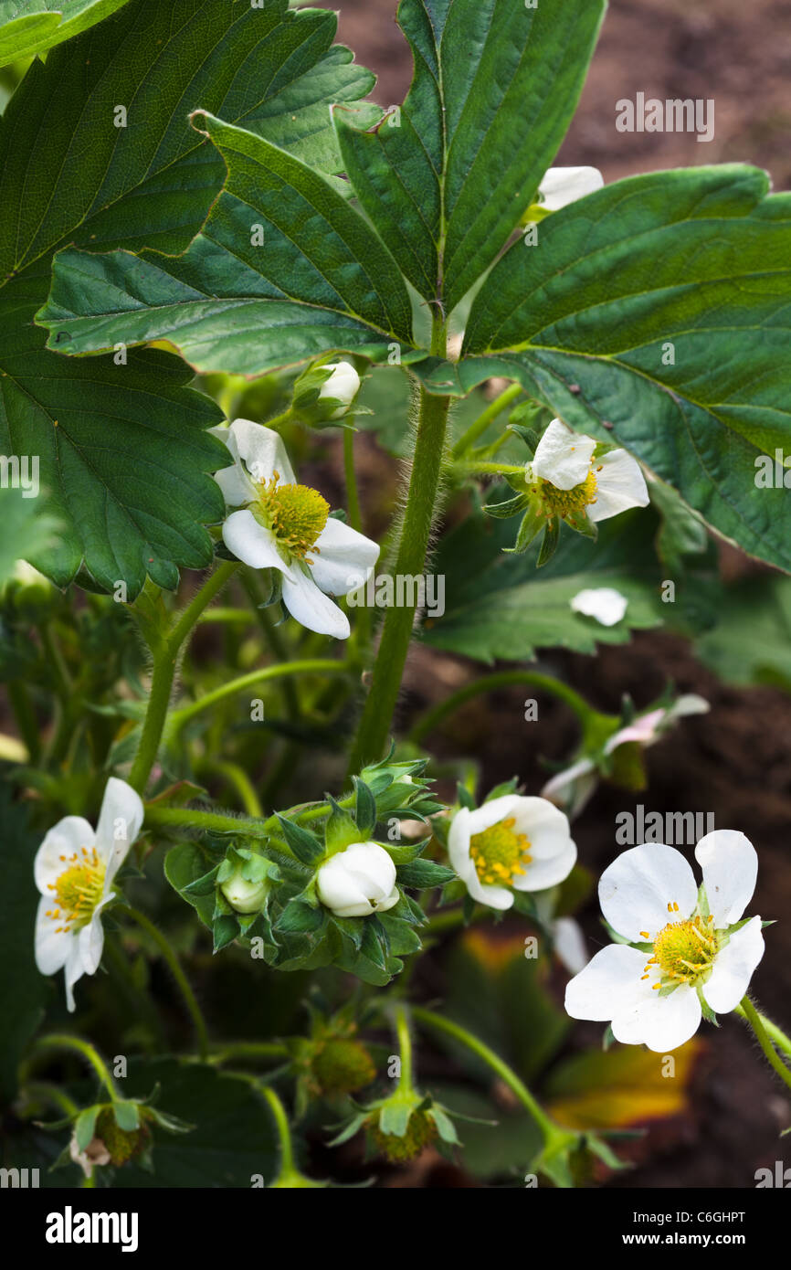 A close up of Strawberry flowers There are other flowers in view Stock ...