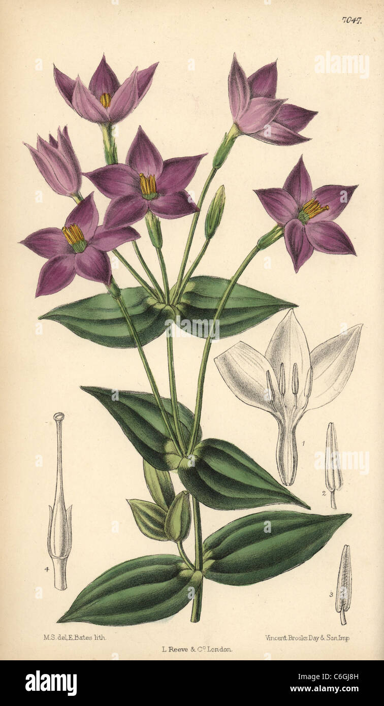 Chironia peduncularis, purple flower native to South Africa. Stock Photo