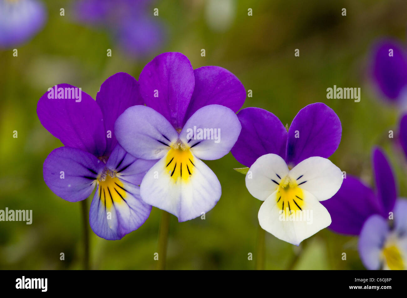 Wild Pansy, or Heartsease, Viola tricolor, in mountain pasture. Bulgaria. Stock Photo