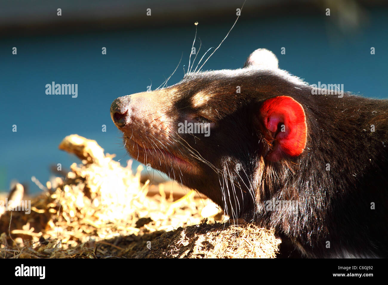 Tasmanian Devil in Australia Stock Photo