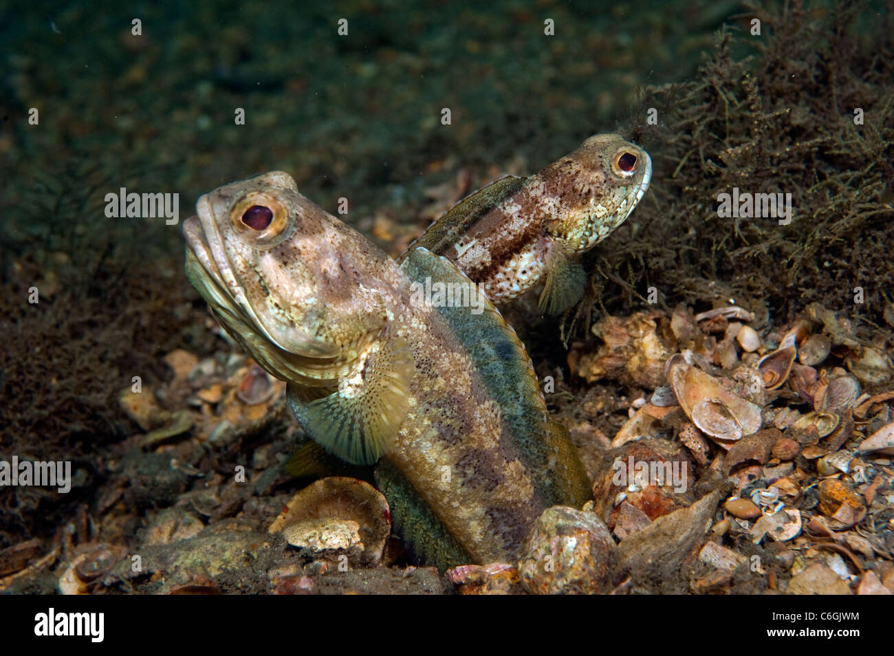A pair of Banded Jawfish, Opistognathus macrognathus, courting prior to mating in the Lake Worth Lagoon, Singer Island, Florida Stock Photo