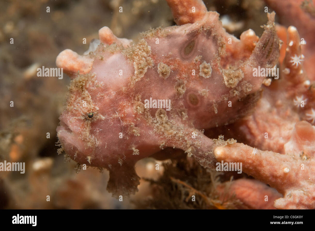 Ocellated Frogfish, Antennarius ocellatus,  hides among sponges in the Lake Worth Lagoon, Singer Island, Florida. Stock Photo