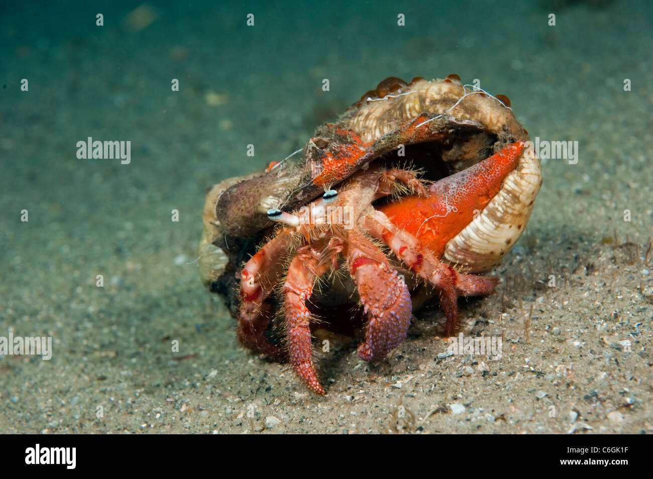 Bar-Eyed hermit crab, Dardanus fucosus, photographed in Singer Island, Florida. Stock Photo