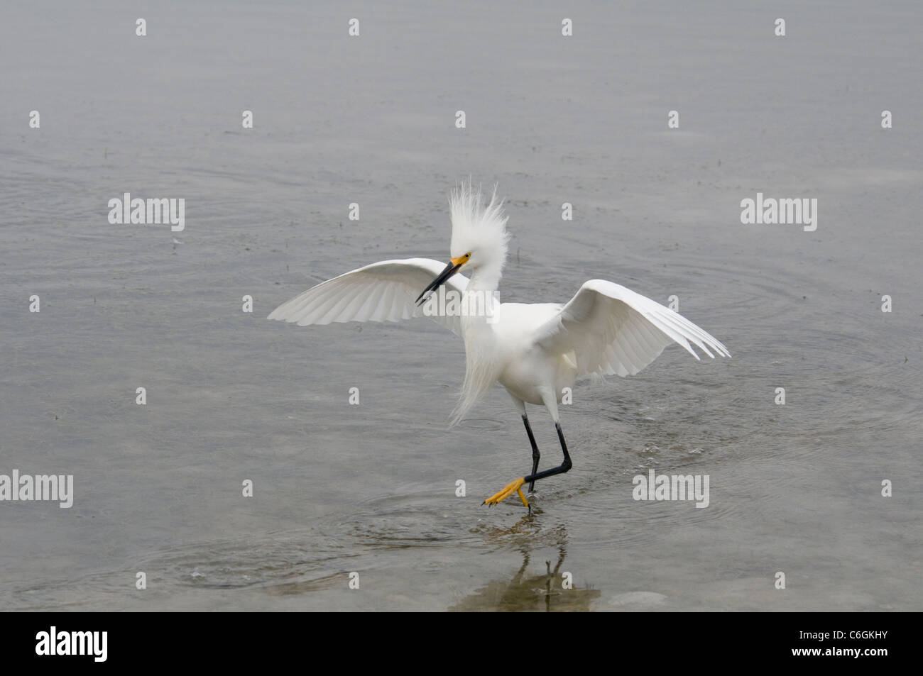 Florida, Estero. Snowy egret in water (Egretta thula Stock Photo - Alamy