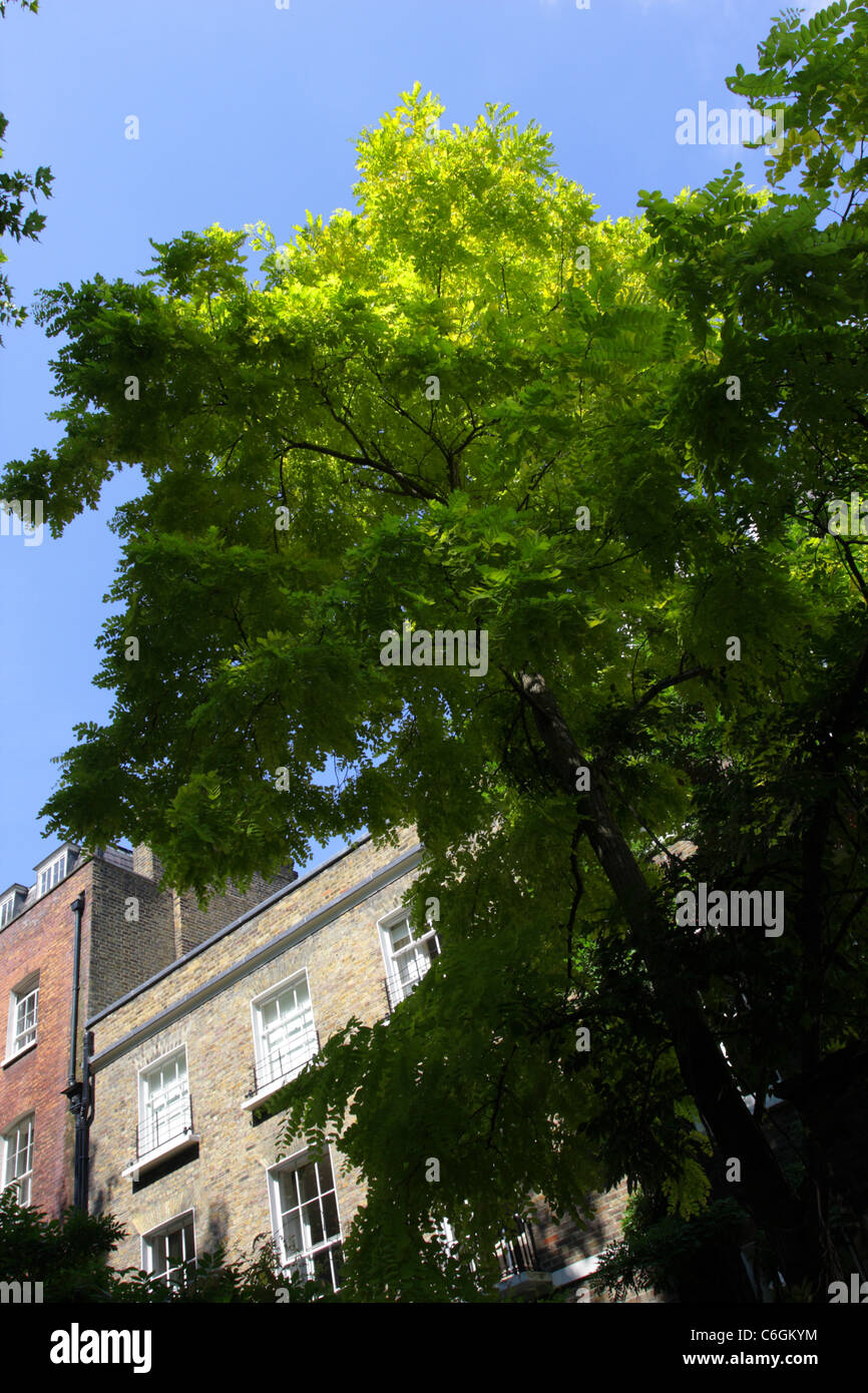 Angled view of the Robinia pseudoacacia frisia tree in Kensington ...