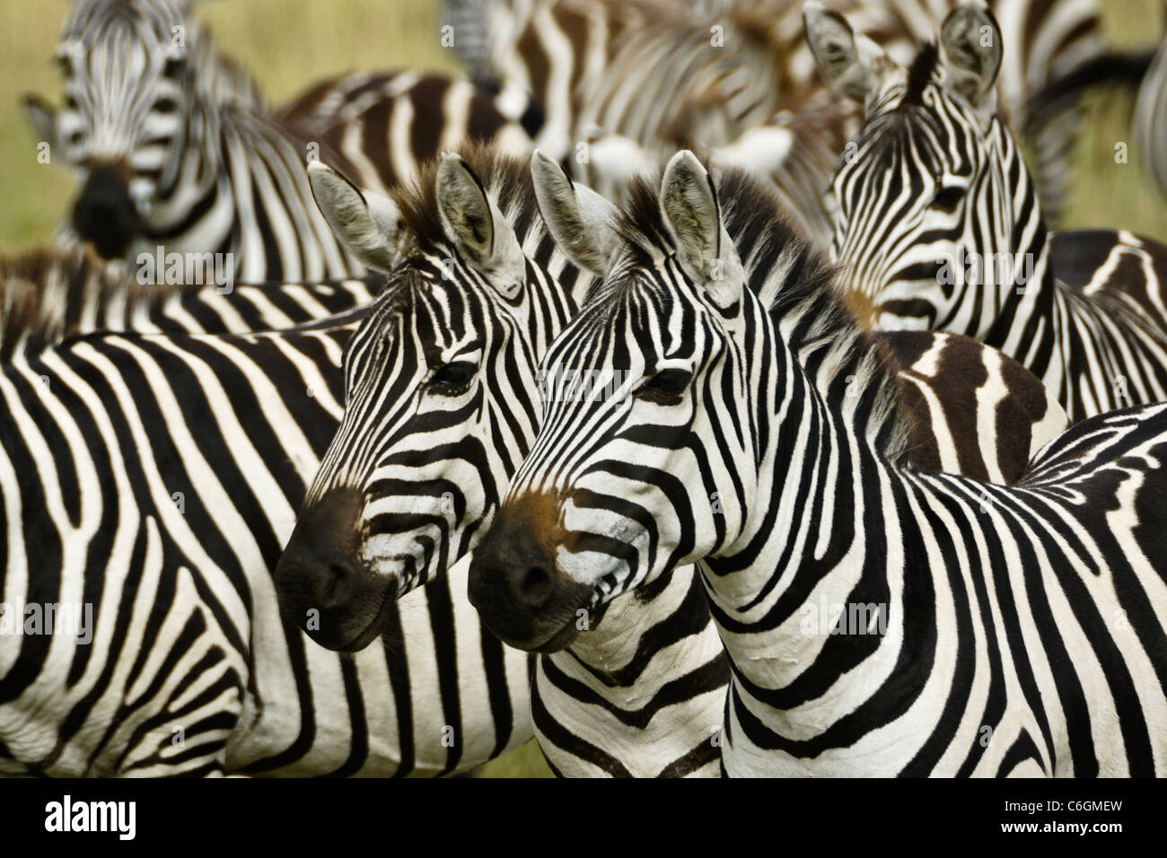 Common zebras, Masai Mara, Kenya Stock Photo