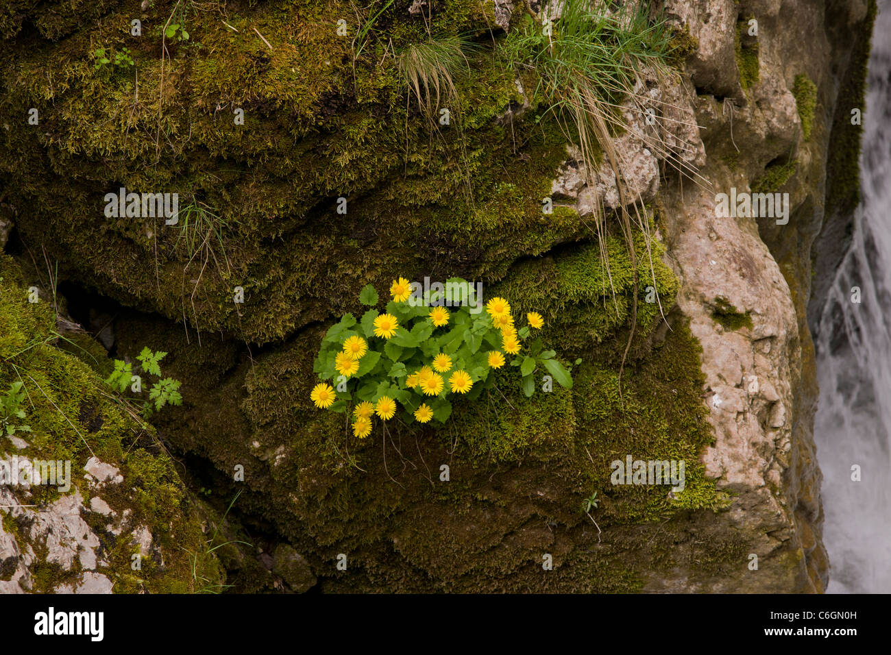 A Leopard's Bane, Doronicum columnae, growing by a waterfall on the River Trigrad, Trigrad gorge, Rhodopi Mountains, Bulgaria Stock Photo