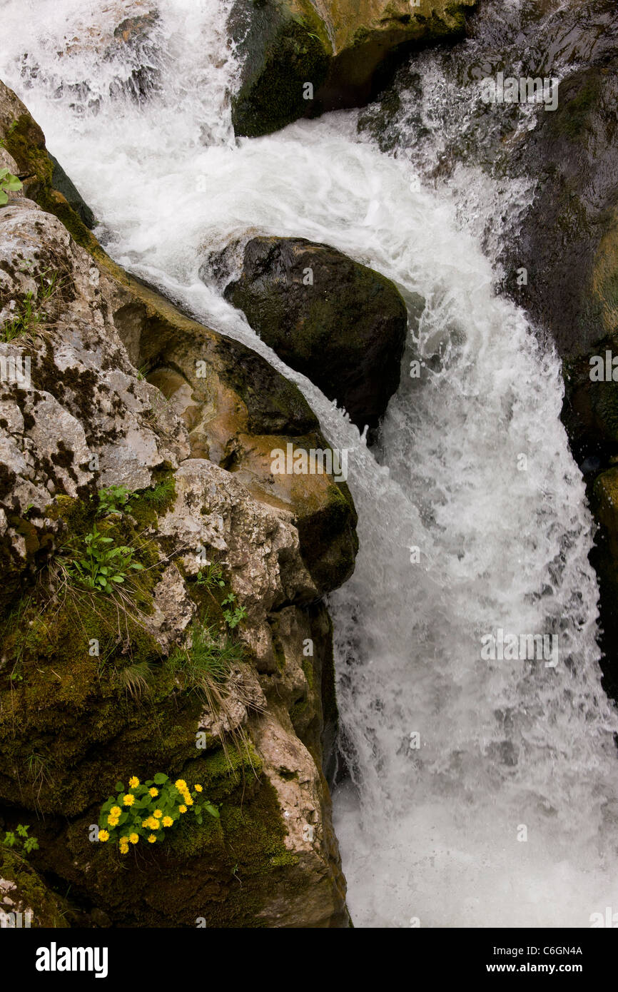 A Leopard's Bane, Doronicum columnae, growing by a waterfall on the River Trigrad, Trigrad gorge, Rhodopi Mountains, Bulgaria Stock Photo
