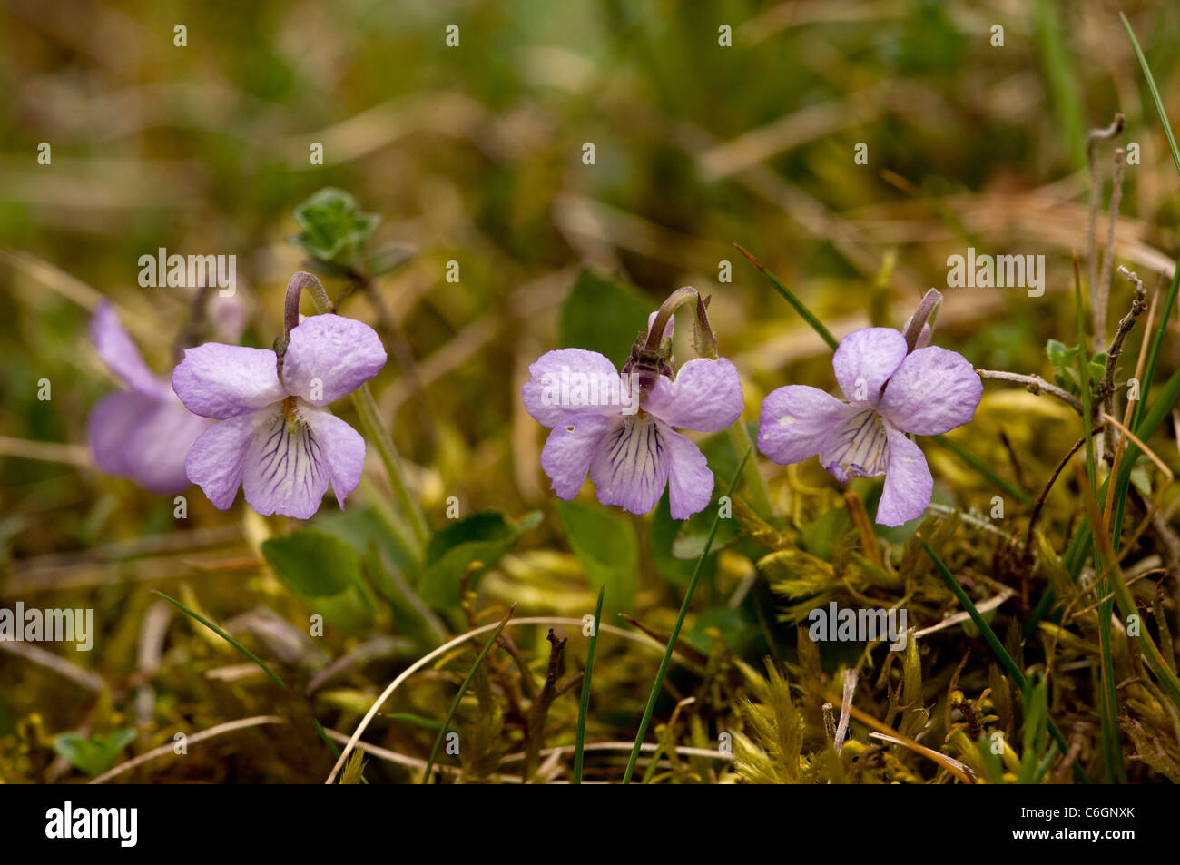 Teesdale Violet, Viola rupestris. Very rare in UK, Teesdale area only. Stock Photo