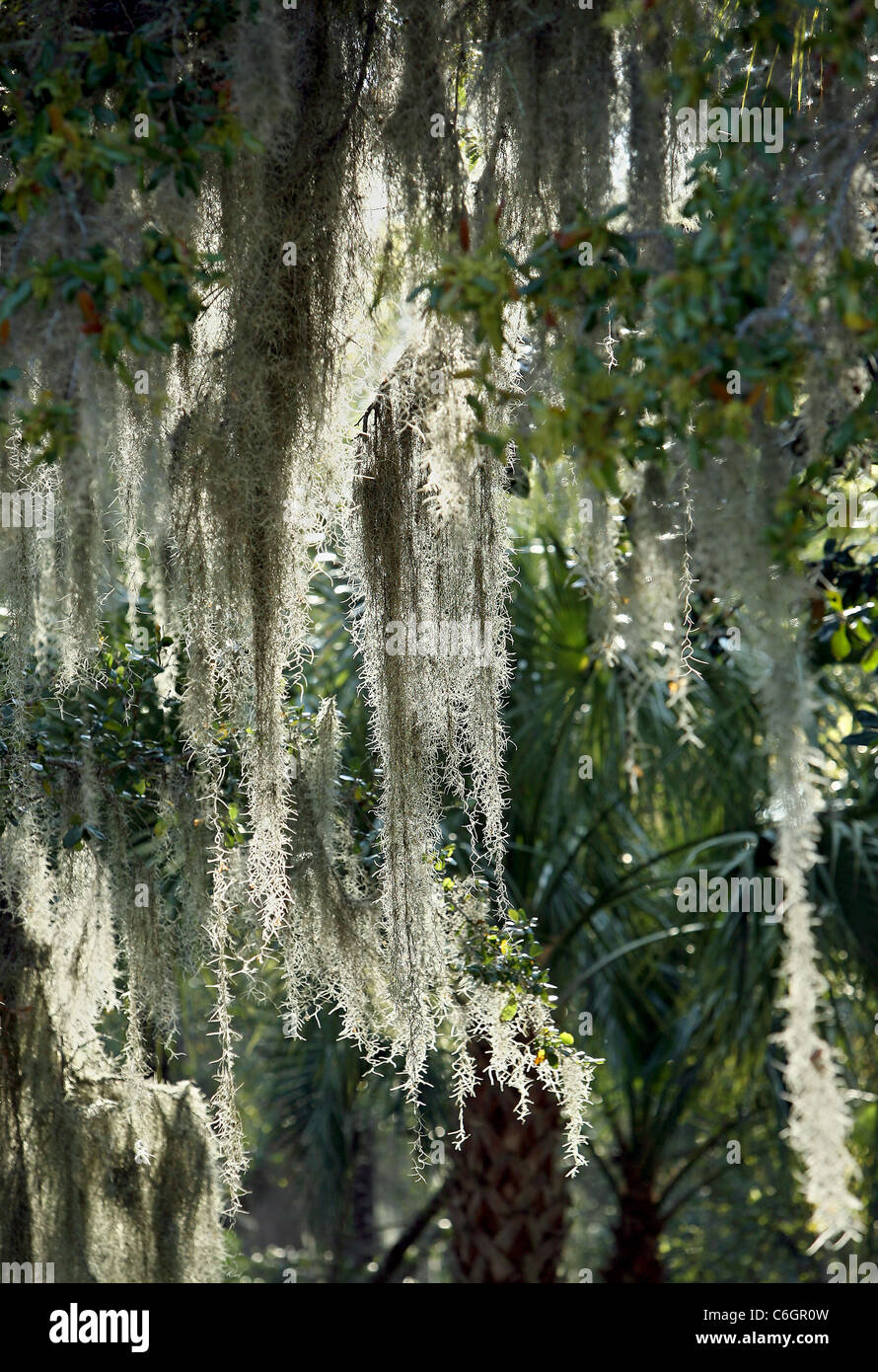 Live Oak Tree Spanish Moss Stock Photos & Live Oak Tree Spanish Moss