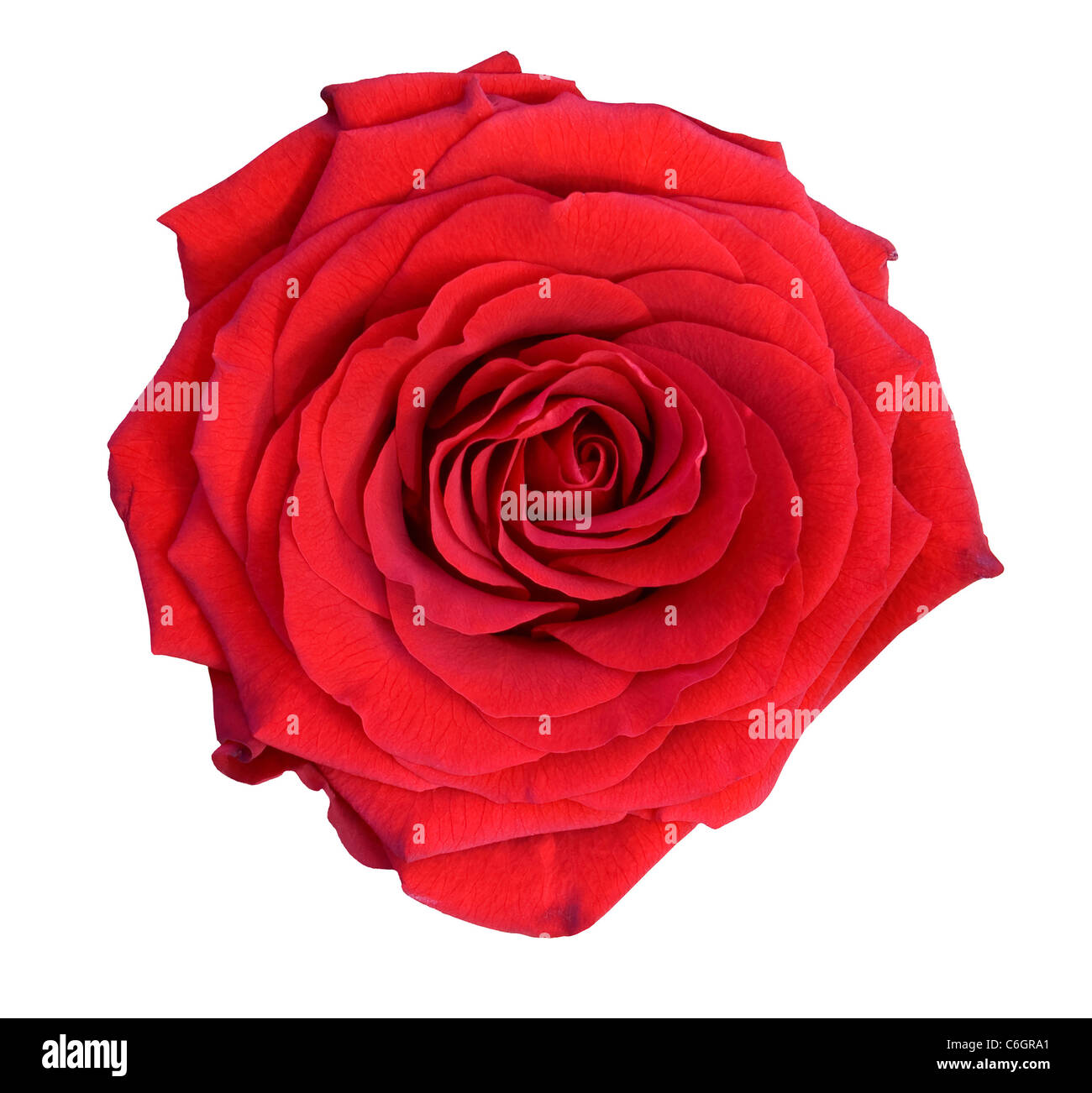 Full rose hi-res stock photography and images - Alamy