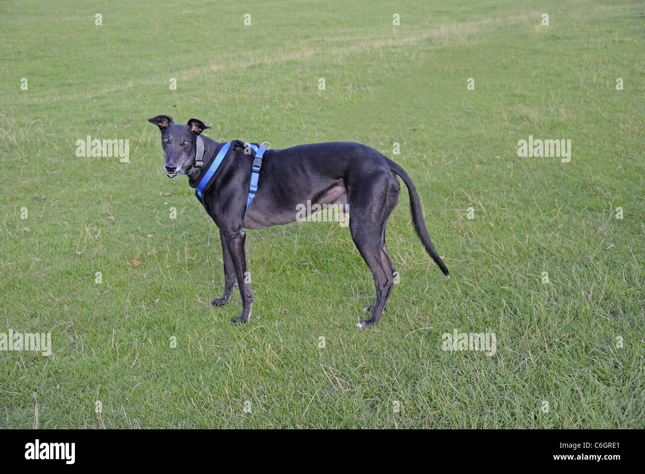 Greyhound dog standing on field Stock Photo Alamy