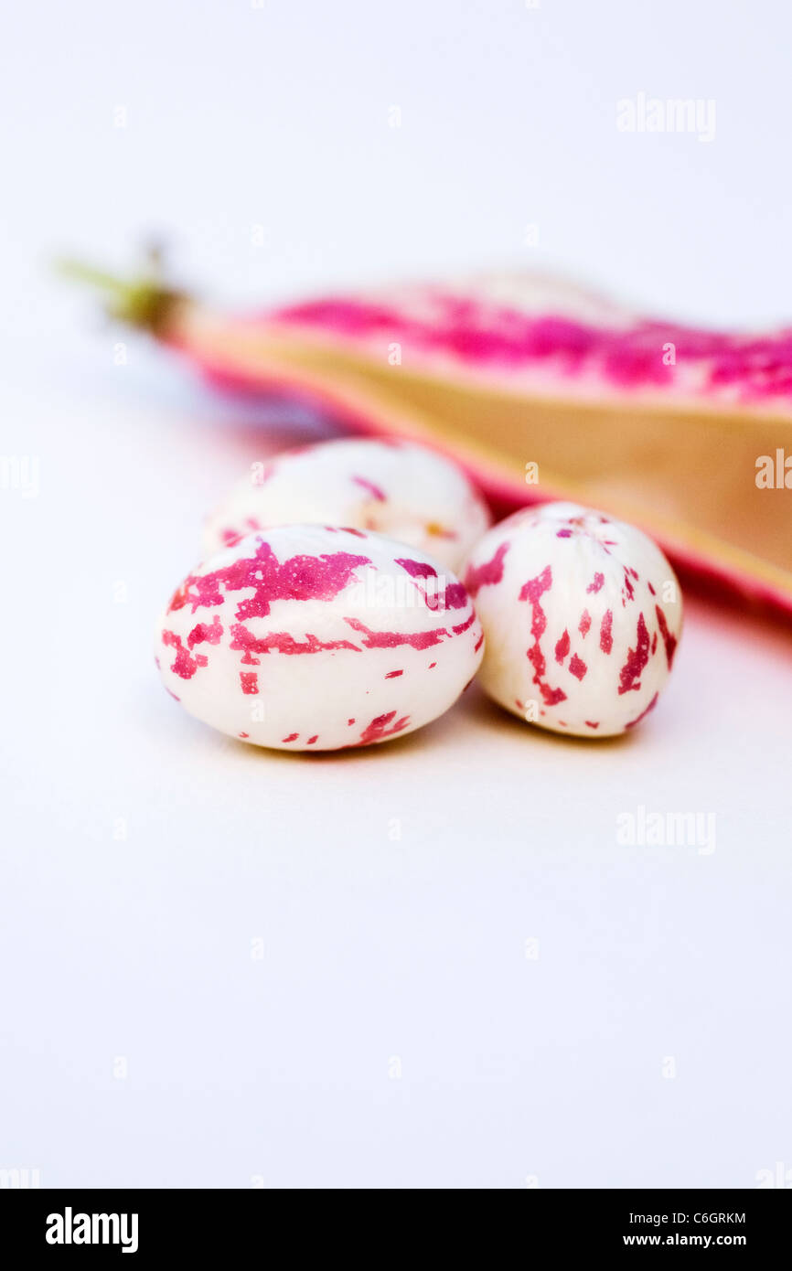 Phaseolus vulgaris. Borlotti beans and pod on a white background. Stock Photo