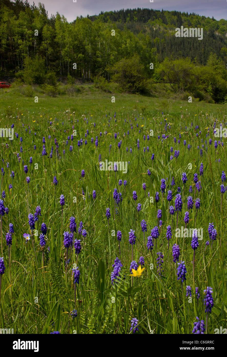 Field full of Grape Hyacinths (Muscari neglectum}, Rila Mountains, Bulgaria Stock Photo