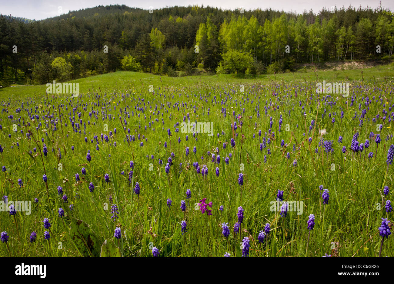 Field full of Grape Hyacinths (Muscari neglectum} and Green-winged Orchids, Rila Mountains, Bulgaria Stock Photo