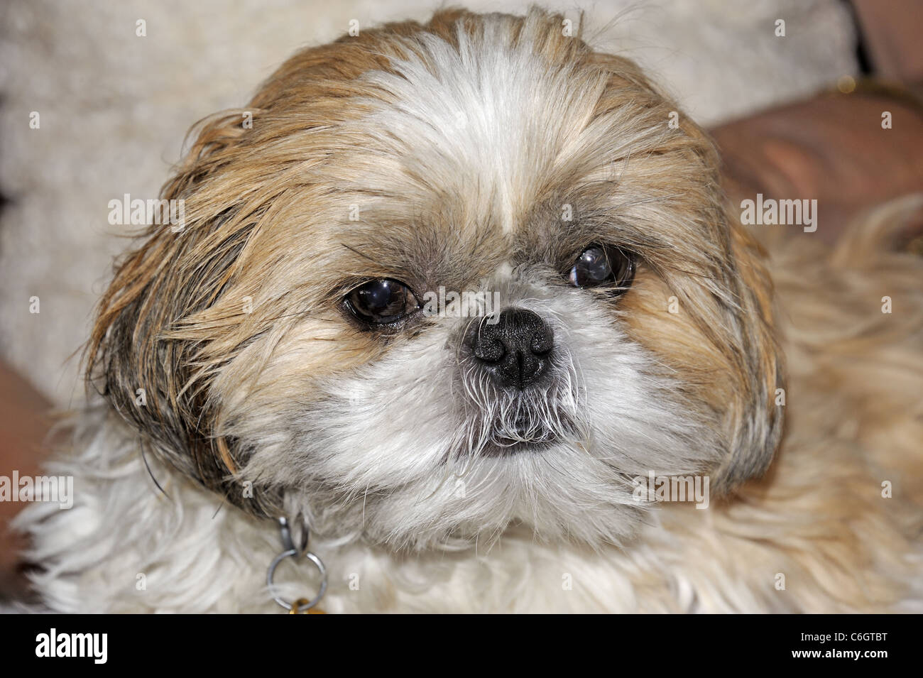 Close up of head of Shitzsu dog. Stock Photo