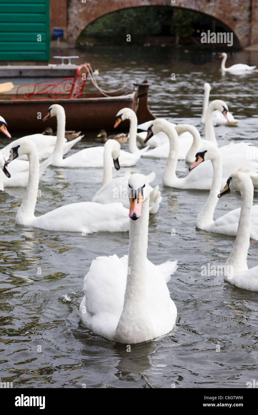 Cygnus olor. Mute swans on the river at Stratford upon Avon. Stock Photo
