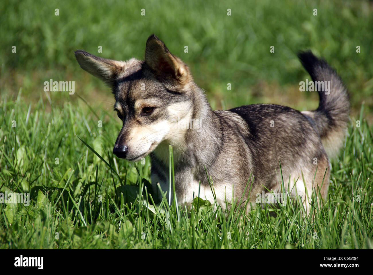 The puppy on a background of a green grass Stock Photo - Alamy