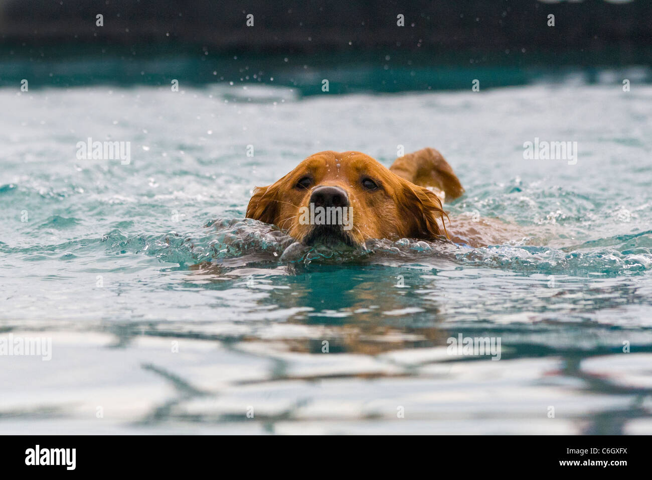Dog swimming in water Stock Photo Alamy