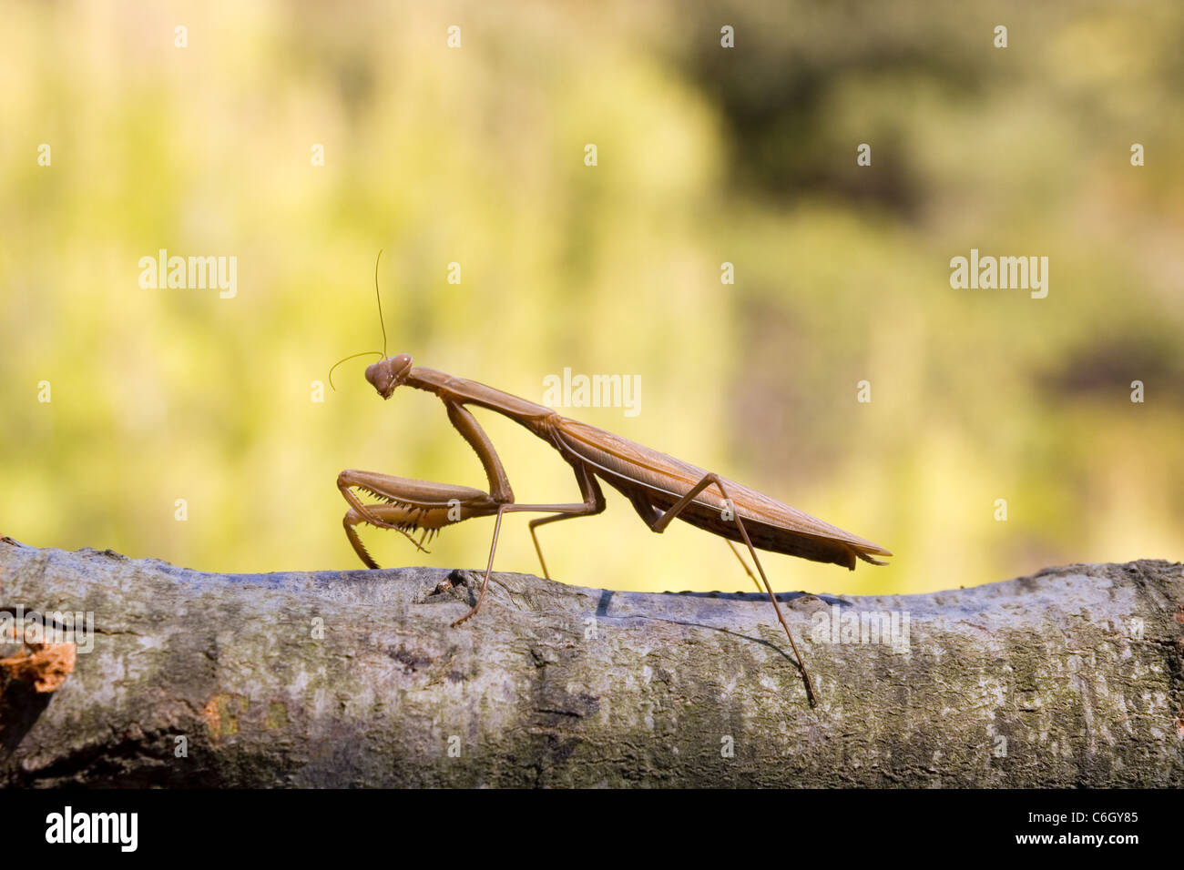Large brown praying mantis, Archimantis latistyla Stock Photo