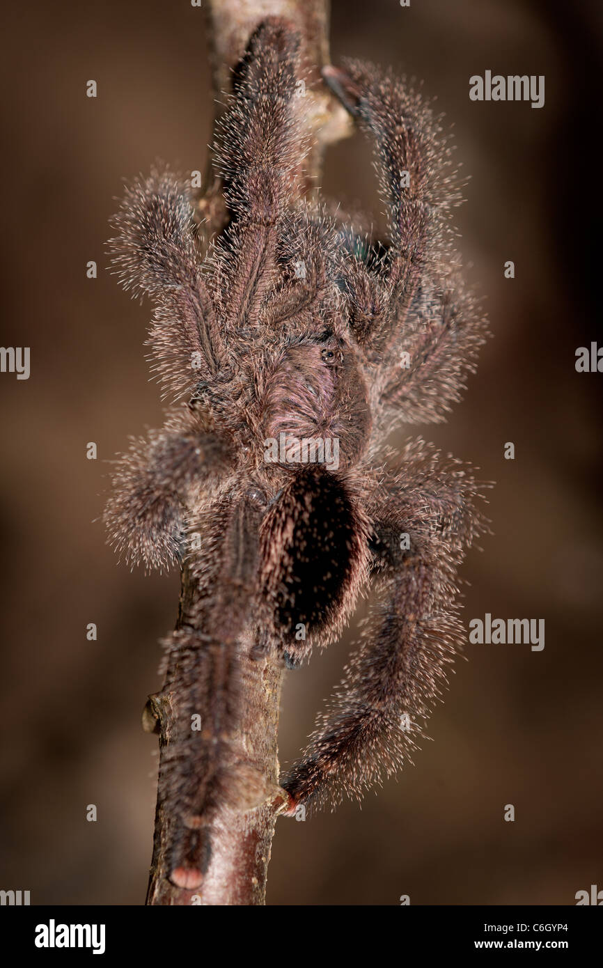 Close-up of tarantula Stock Photo