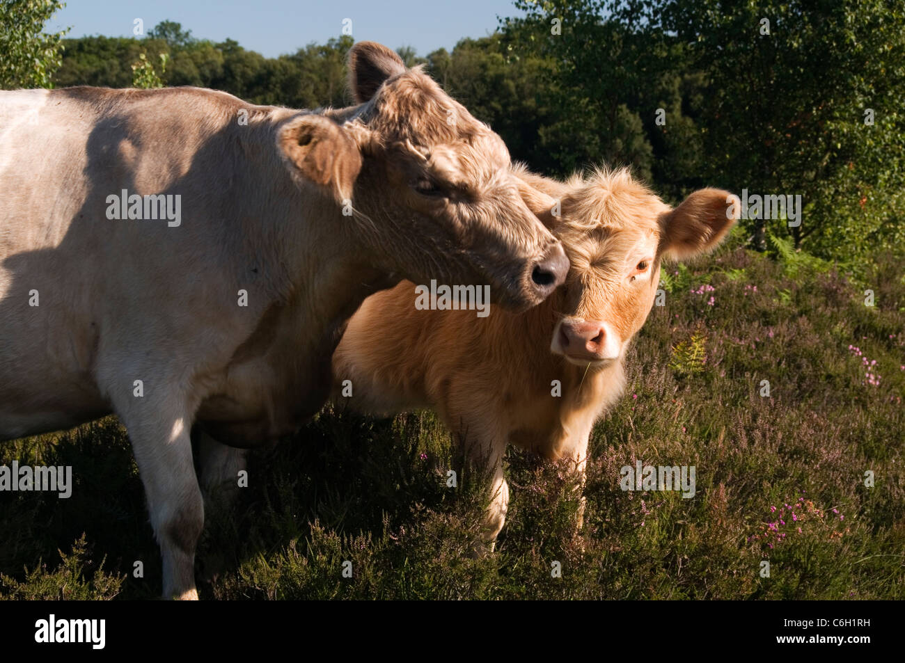 Cow cleaning her calf The New Forest Hampshire England UK Stock Photo