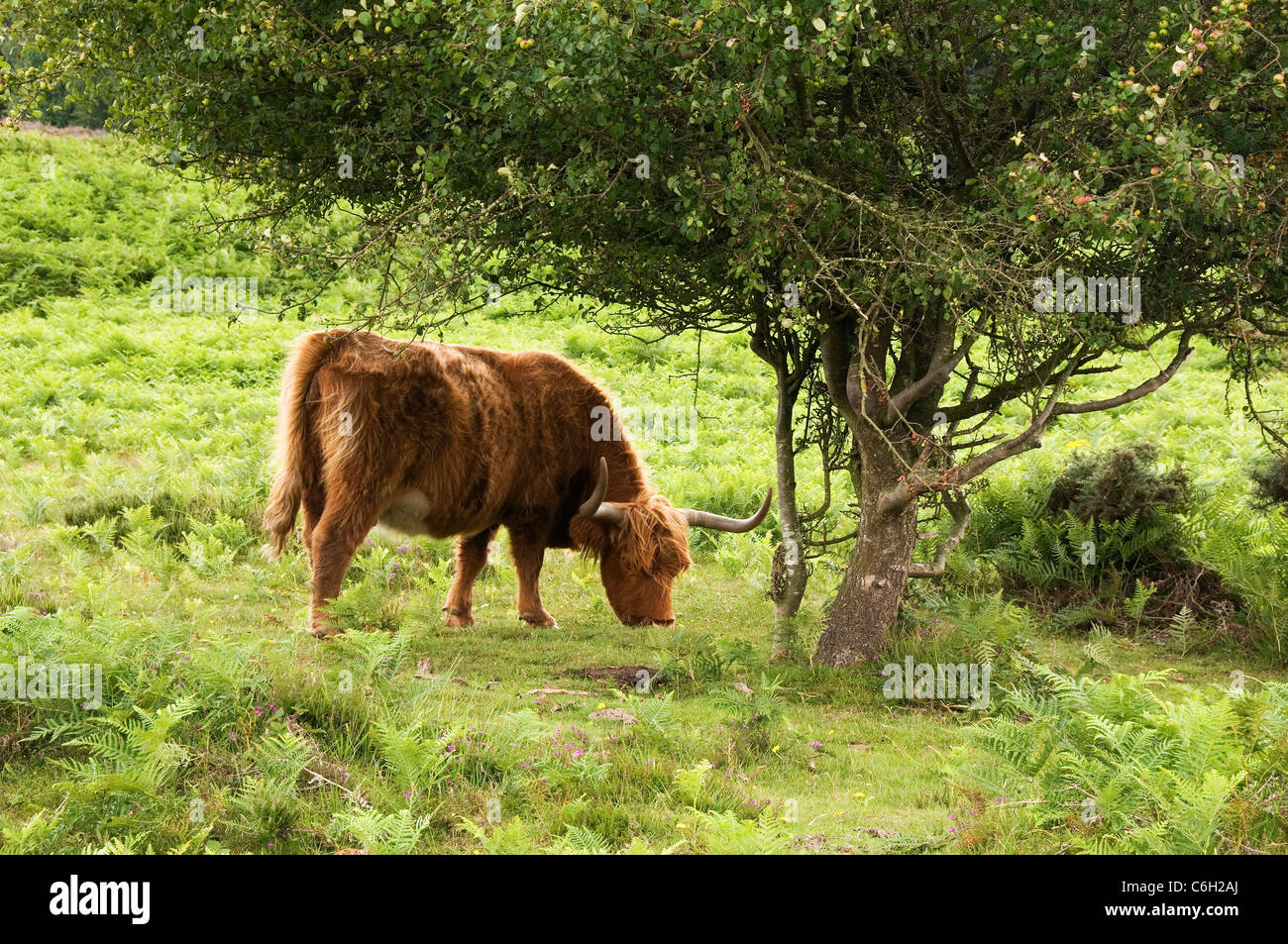 Highland Cattle Grazing The New Forest Hampshire England UK Stock Photo