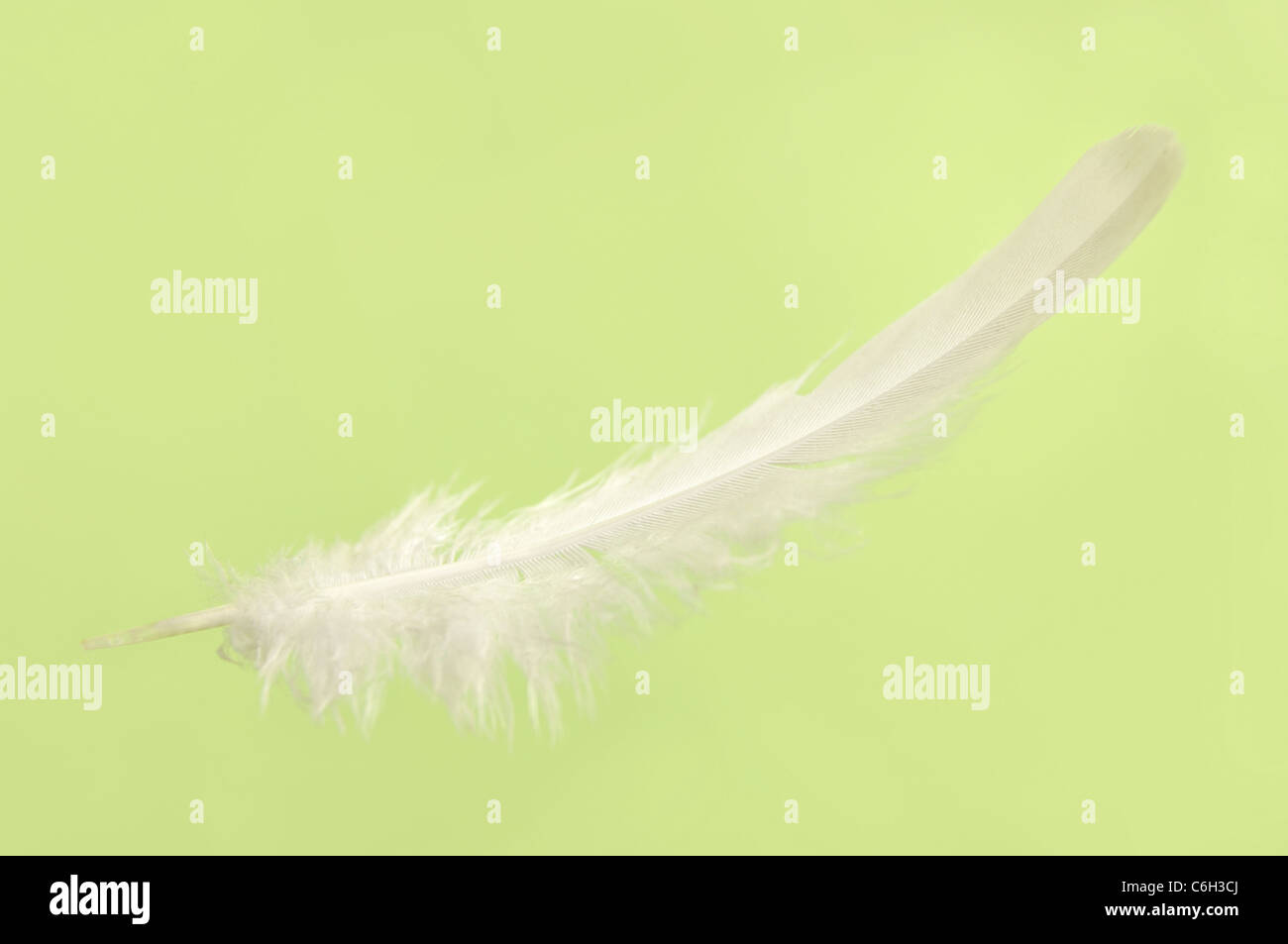 Falling white delicate bird feather close-up isolated over light green background Stock Photo