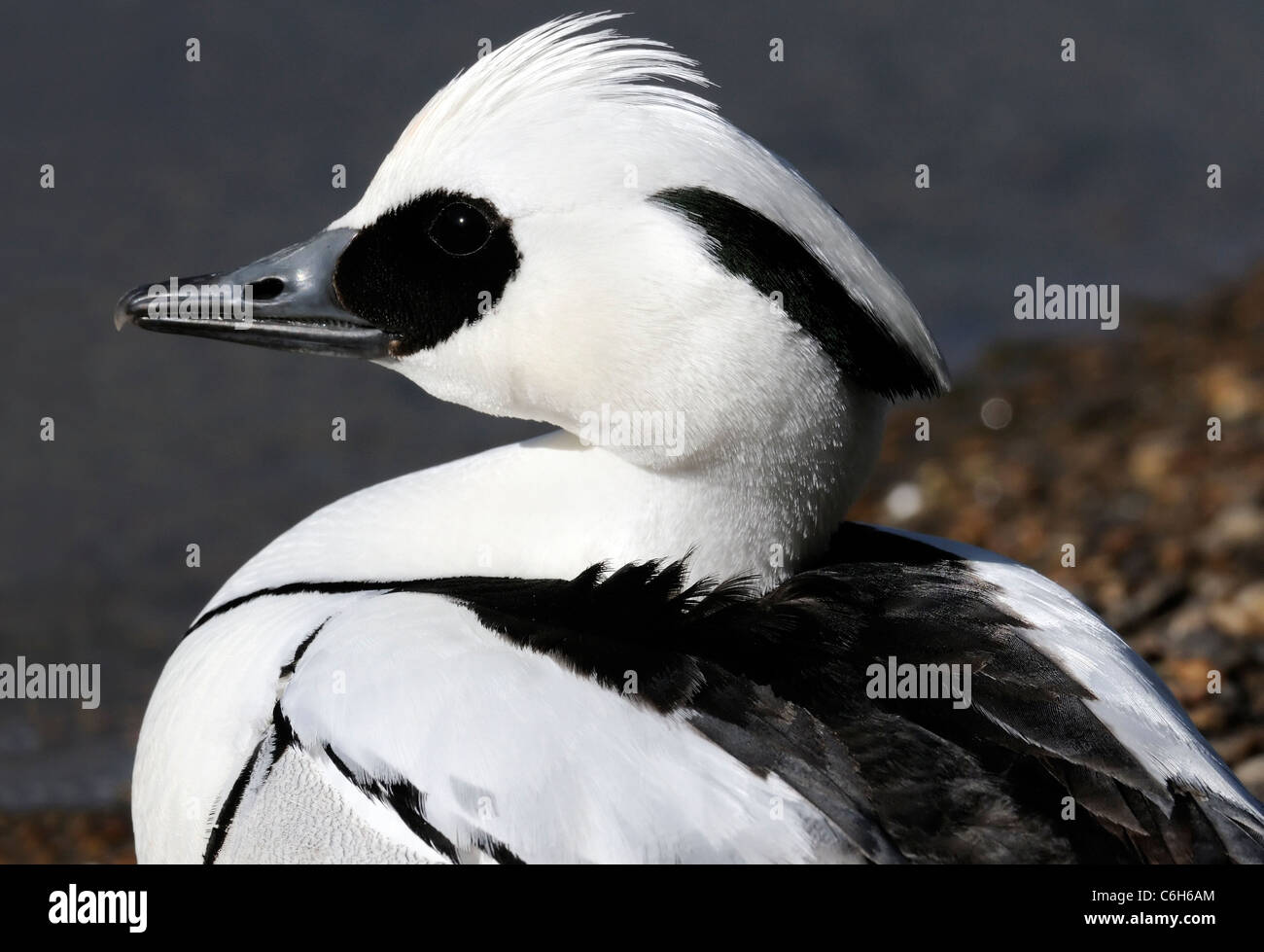 A  male Smew (Mergus albellus) rests  beside the lake in St James' Park. The serrations on its sawbill can clearly be seen. Stock Photo