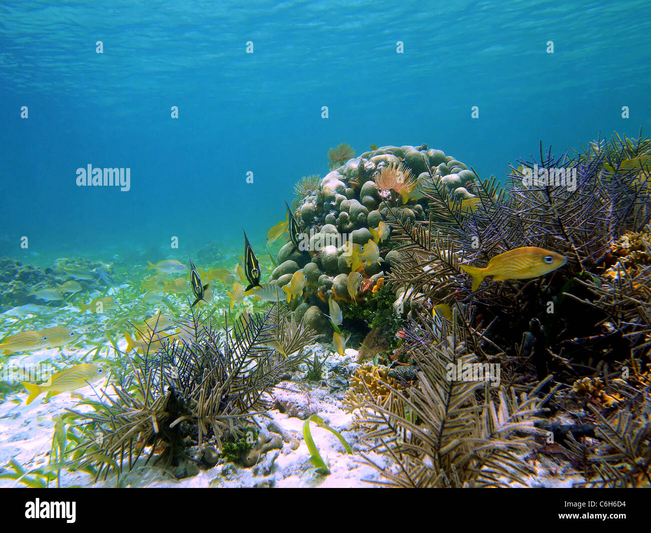 Underwater corals and tropical fish of the Caribbean sea, Bocas del Toro, Panama, Central America Stock Photo