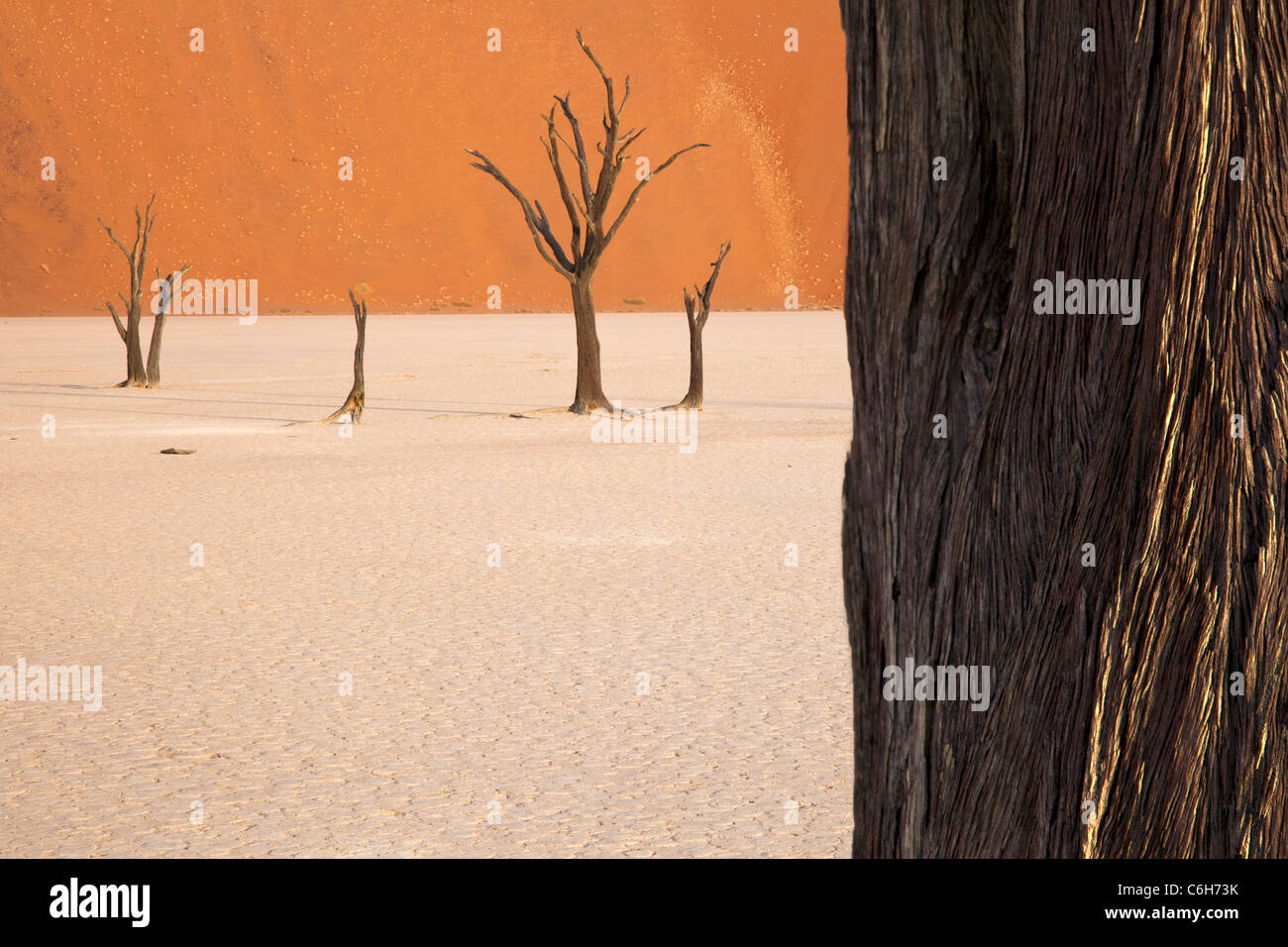 Dead acacia trees in Dead Vlei Stock Photo