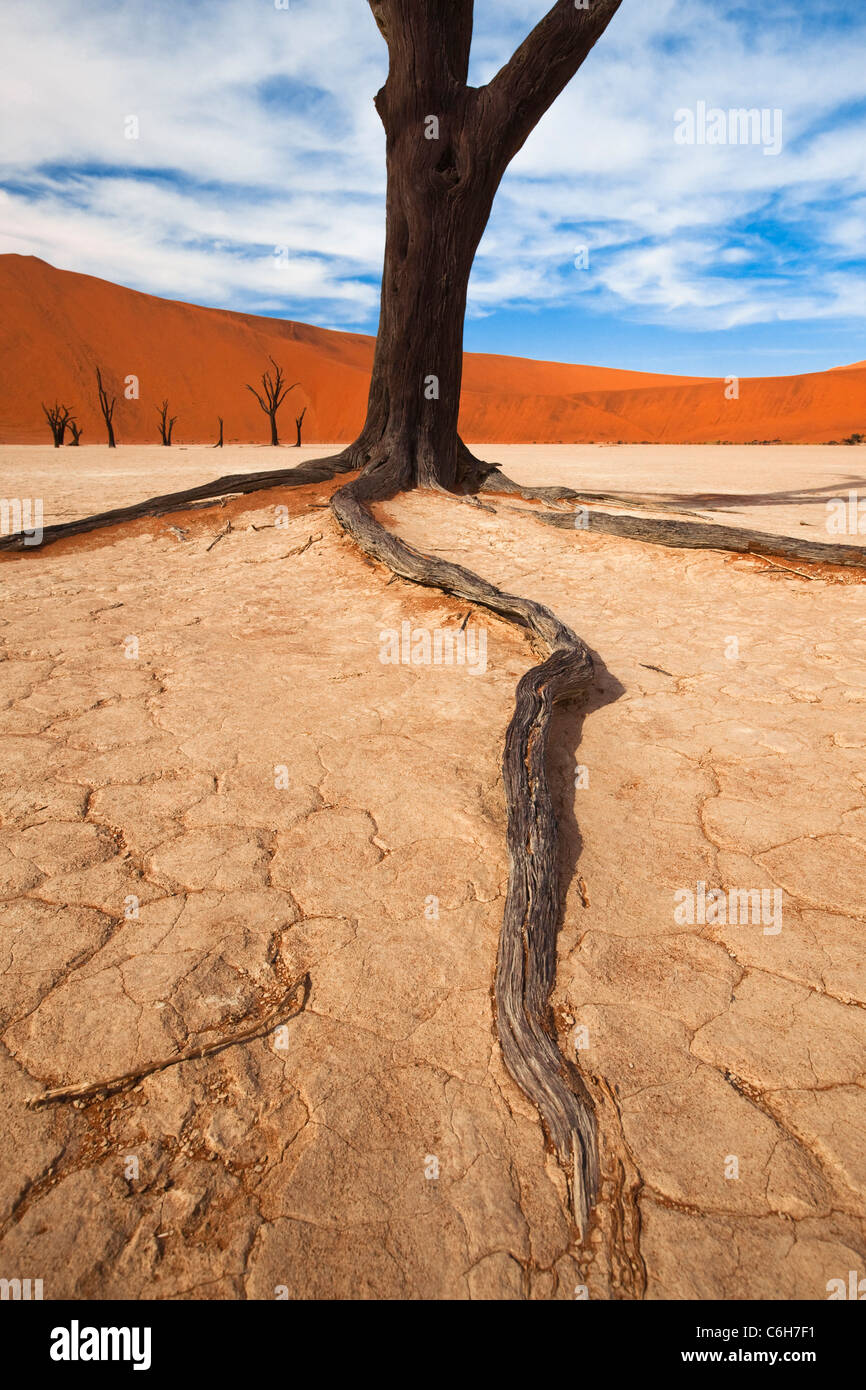 Dead acacia trees in Dead Vlei Stock Photo