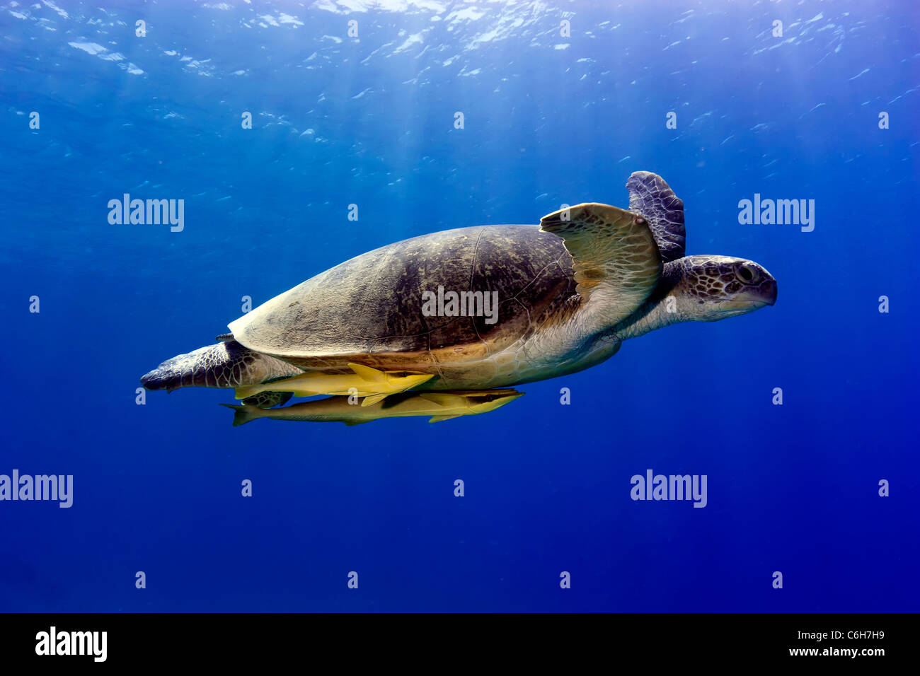 A large Green Sea Turtle playing host to two attached striped Remora swims near the surface Stock Photo