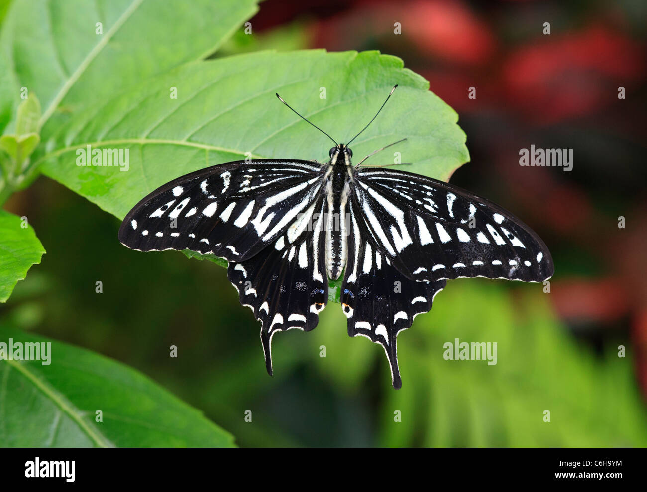 Chinese yellow swallowtail (Papilio xuthus) Stock Photo