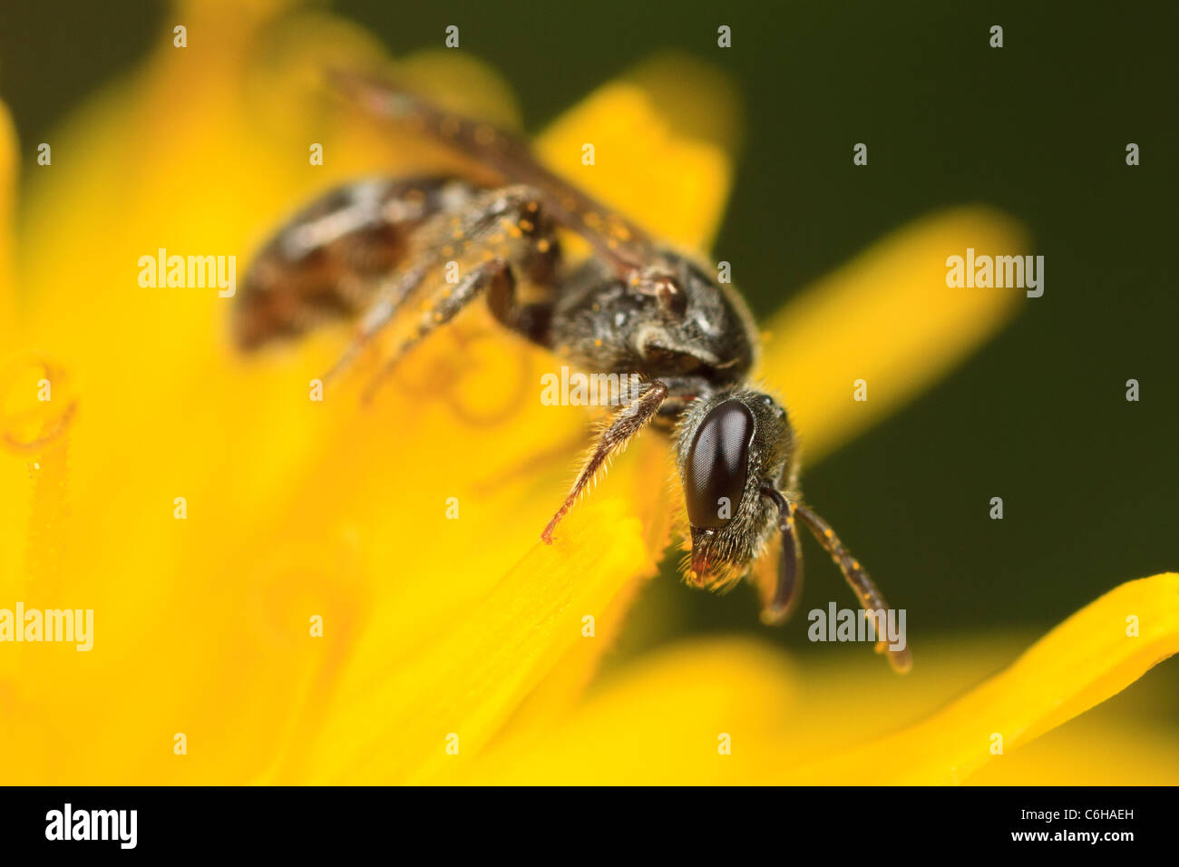 Wasp (Lasioglossum sp.) on dandelion. Stock Photo