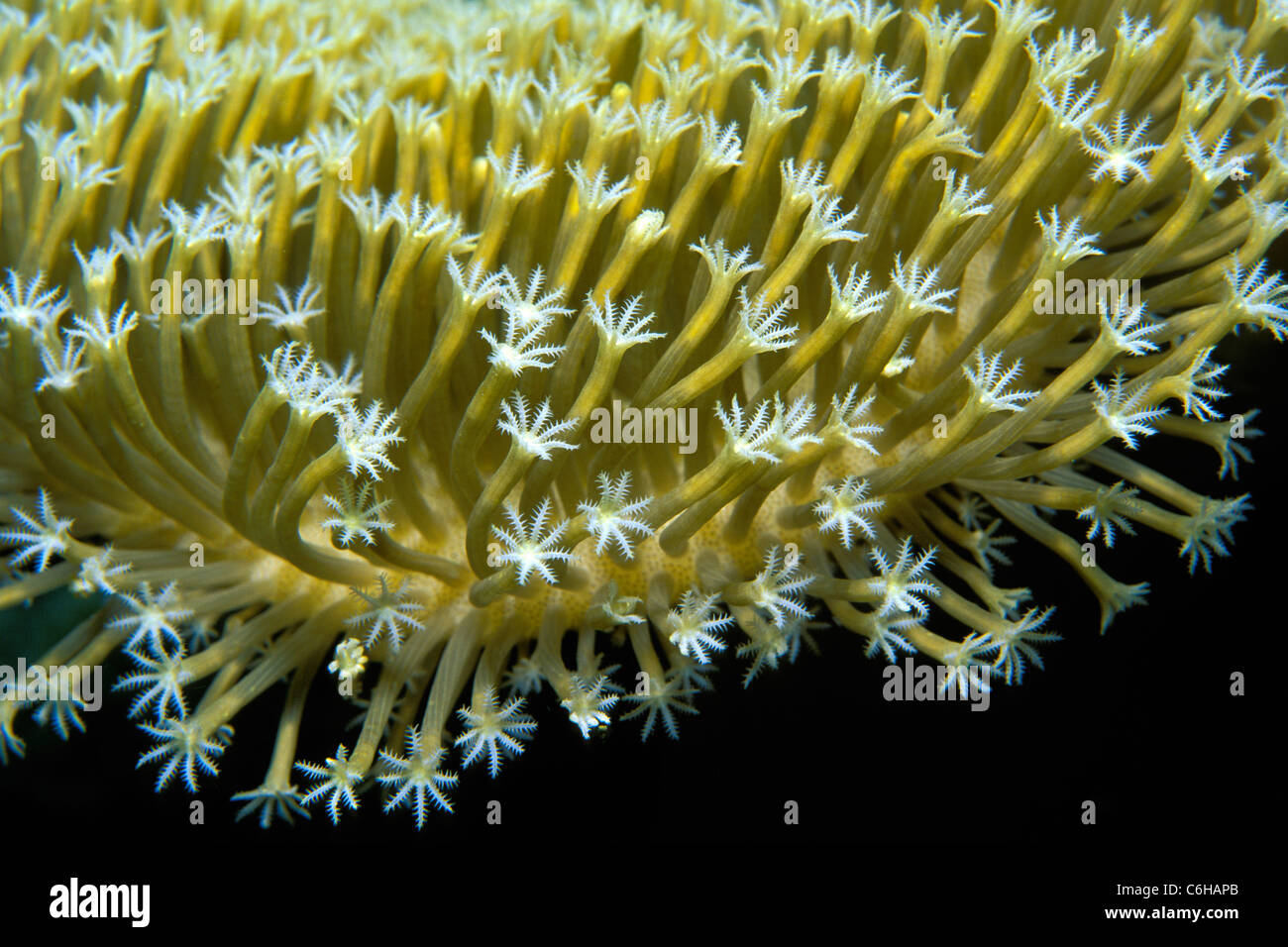 Mushroom leather coral, Sarcophyton sp., polyps, Fiji, Pacific Ocean Stock Photo