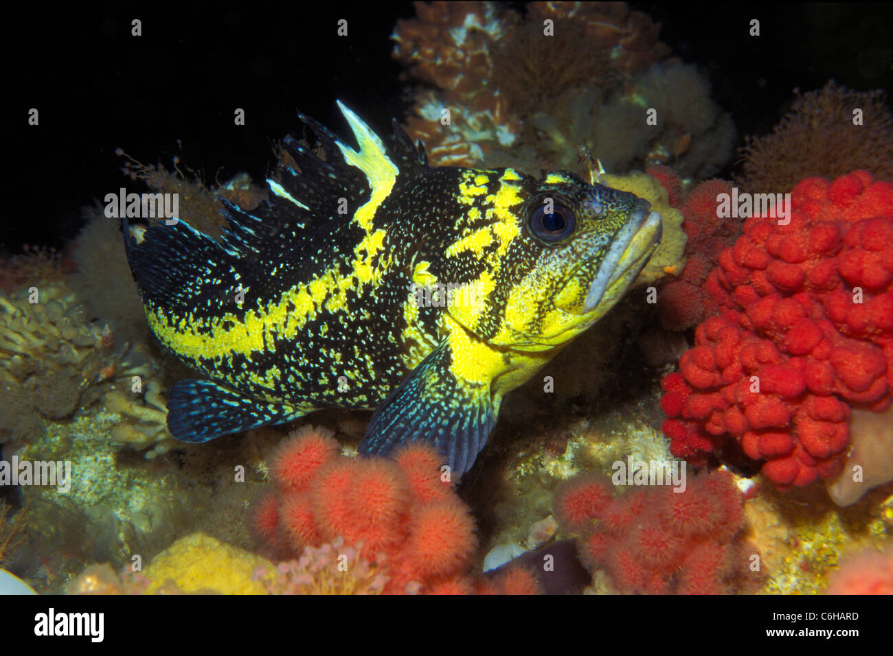 China rockfish, Sebastes nebulosus, British Columbia, Pacific Ocean