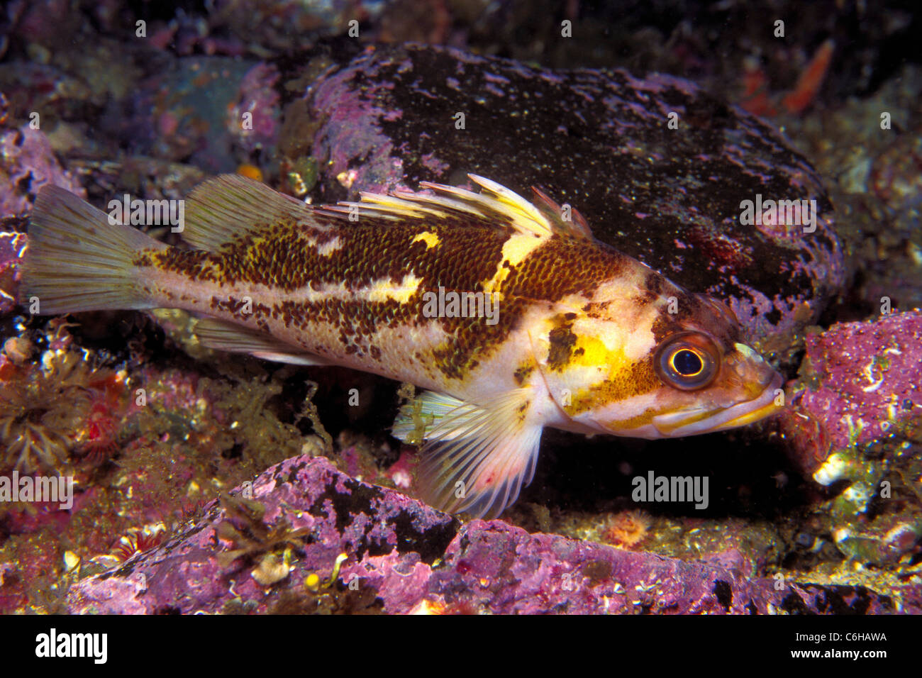 Copper rockfish, Sebastes caurinus, California, Pacific Ocean Stock
