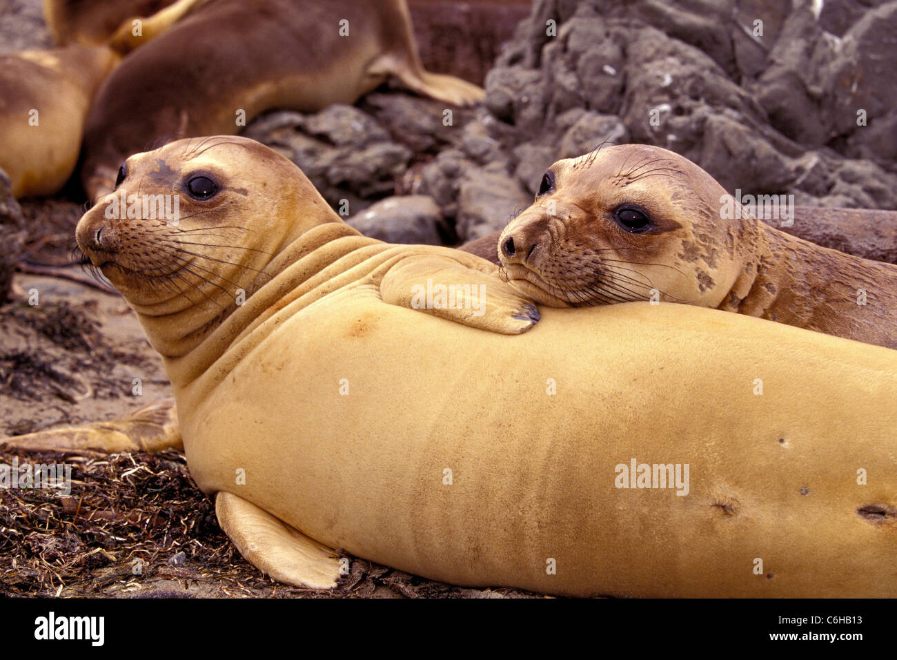 Northern elephant seal, Mirounga angustirostris, pups, California Stock Photo