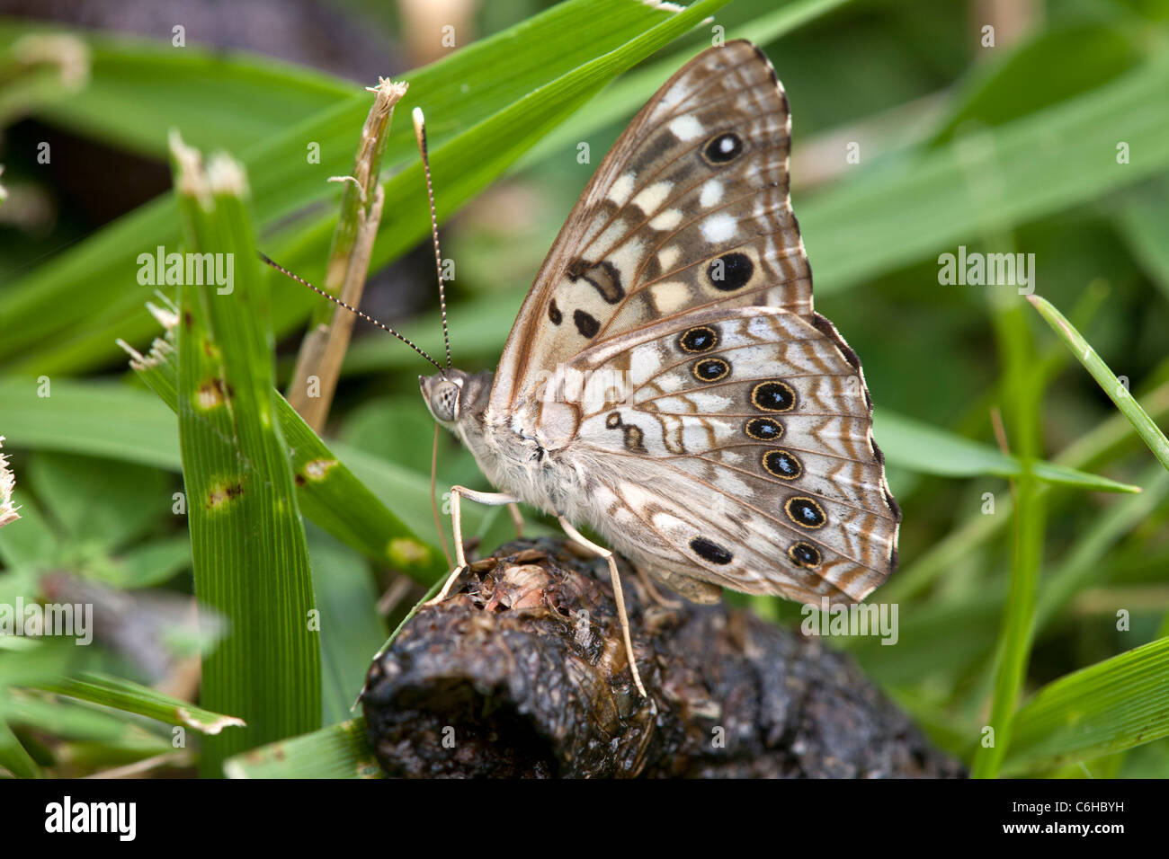 Hackberry emperor butterfly (Asterocampa celtis) on dung feeding on the salts and minerals contained within. Stock Photo