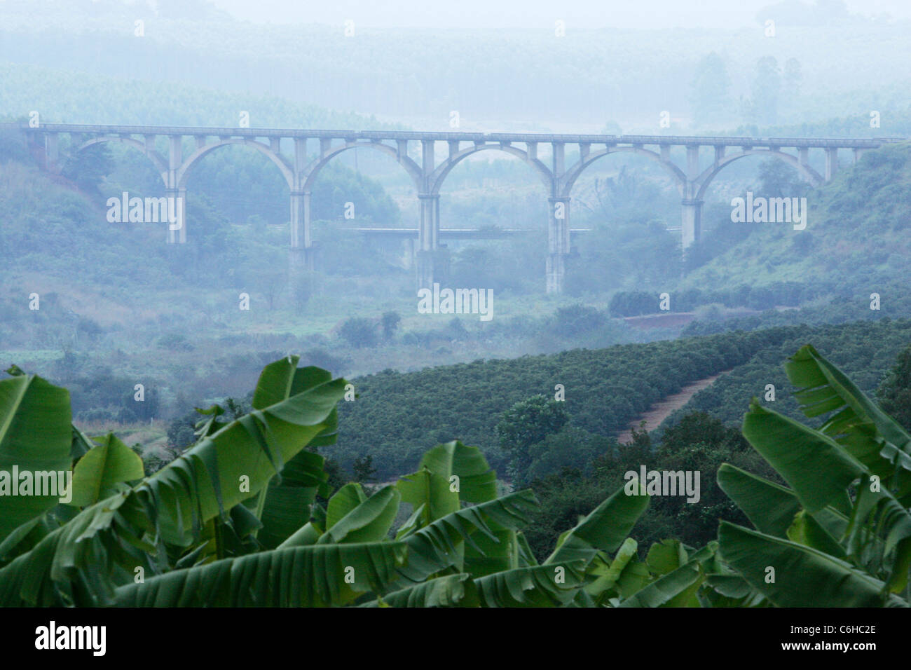 Bridge surrounded by mist with a water pipe visible through the arches and banana palms in the foreground Stock Photo