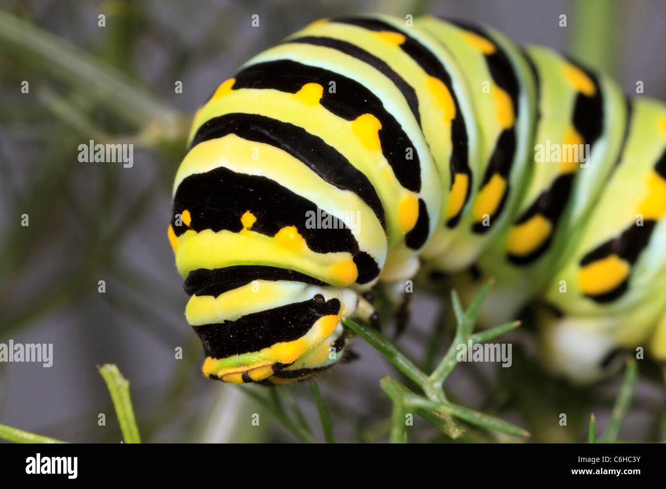 Caterpillar of the black swallowtail butterfly (Papilio polyxenes). Stock Photo