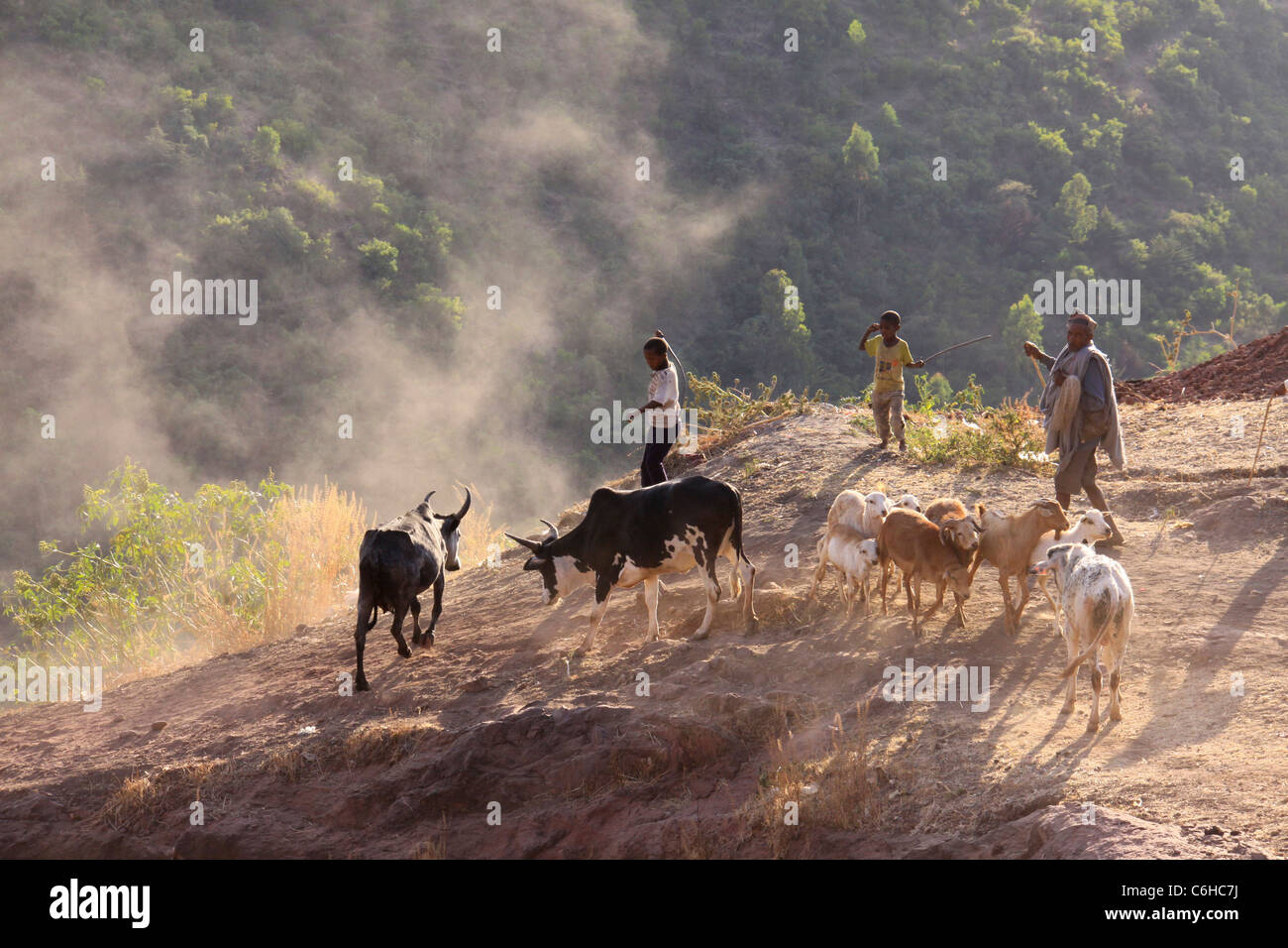 A man and two boys on a steep slope herding two cows and goats Stock Photo