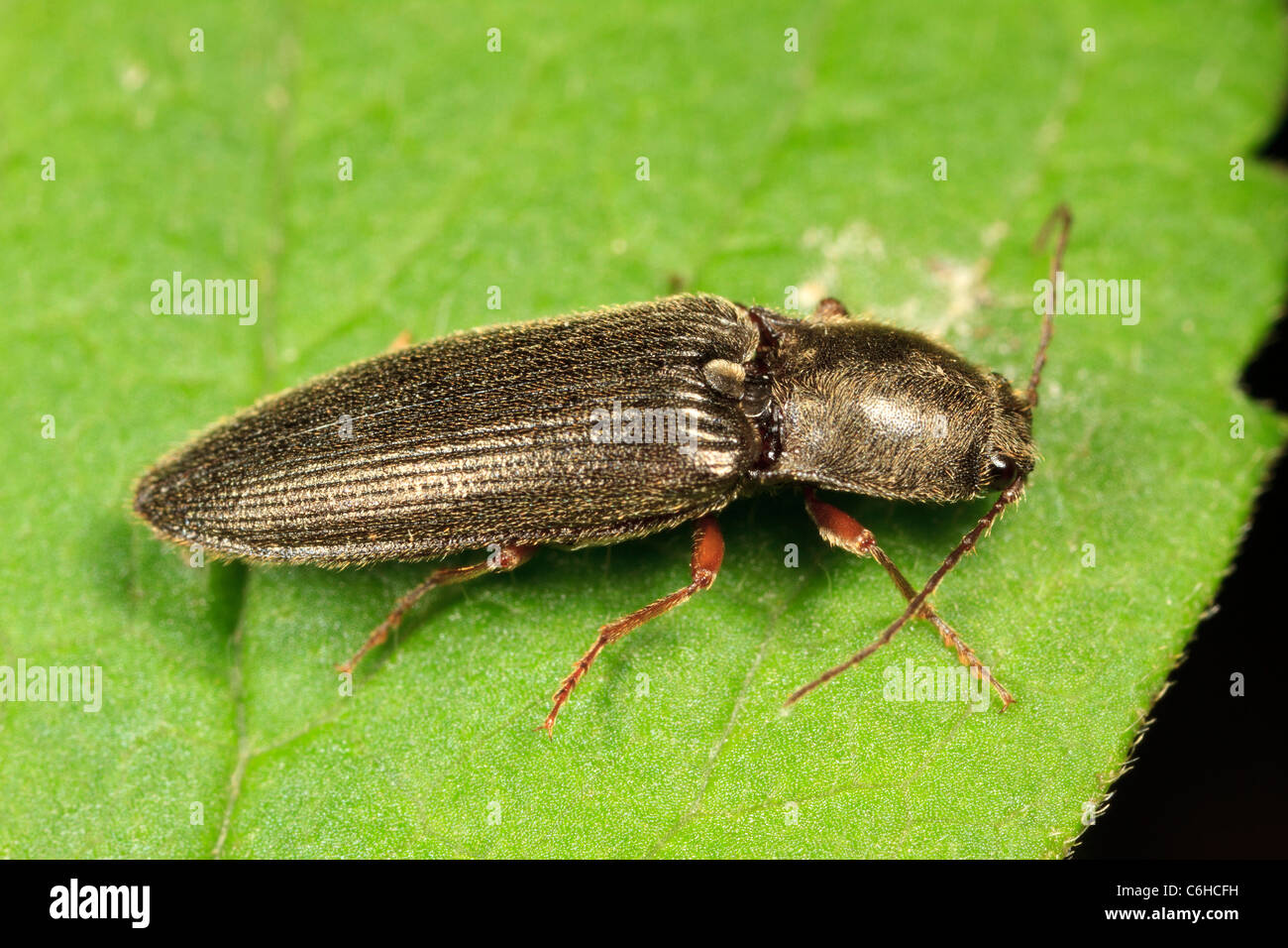 Click beetle (Hemicrepidius hemipodus). Stock Photo
