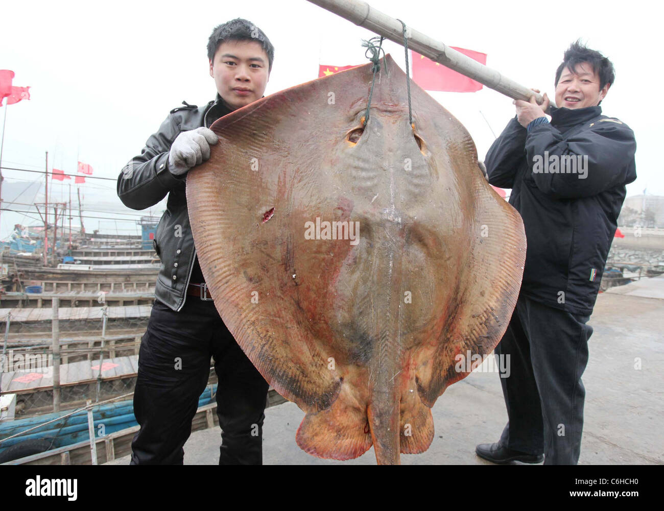 This heavyweight flat fish was landed in Jiangsu China, last week (Mar10).  Weighing in at 50 kilograms, its ten times the size Stock Photo - Alamy