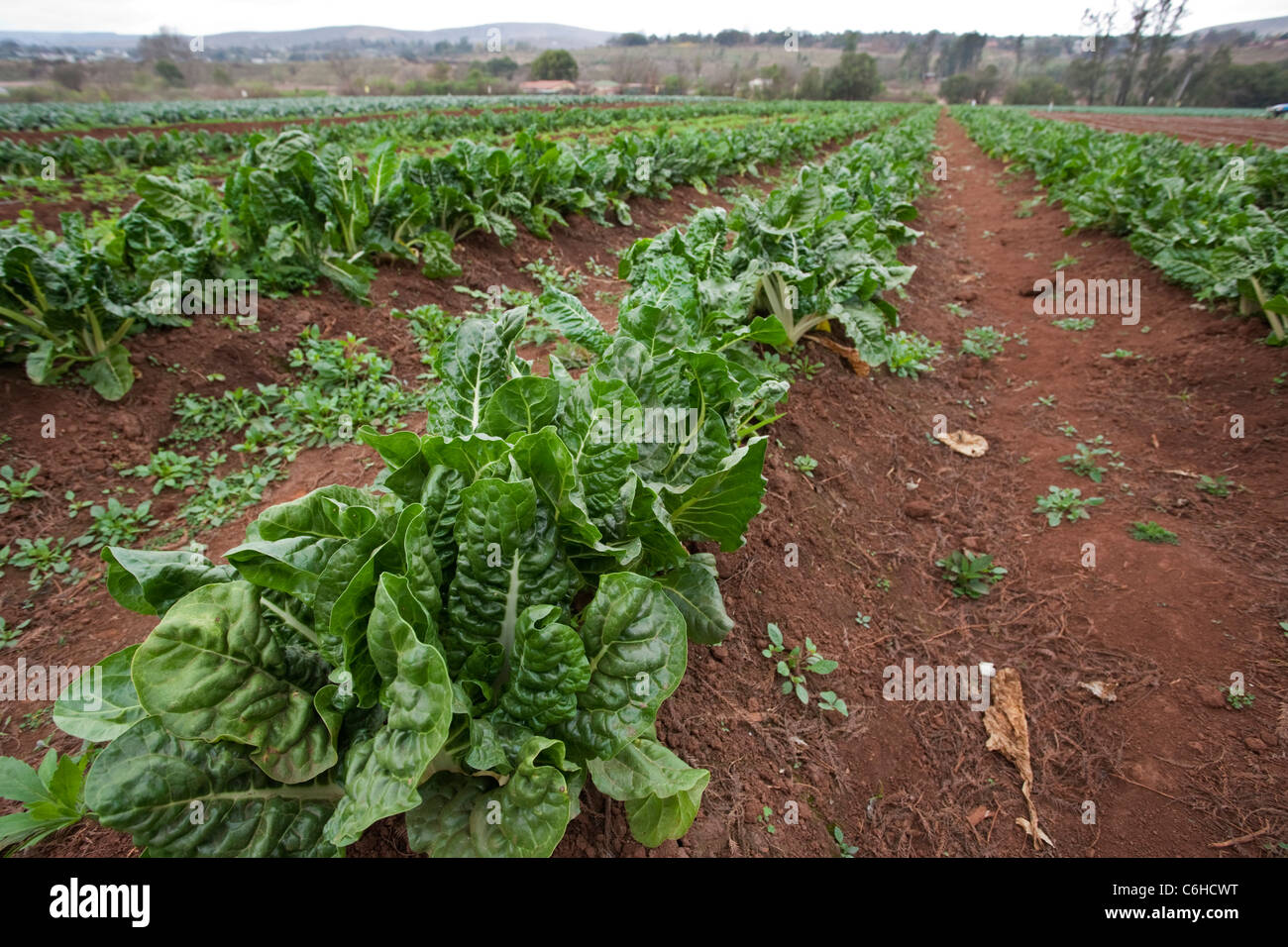 Rows of spinach growing in a field on a vegetable farm Stock Photo Alamy