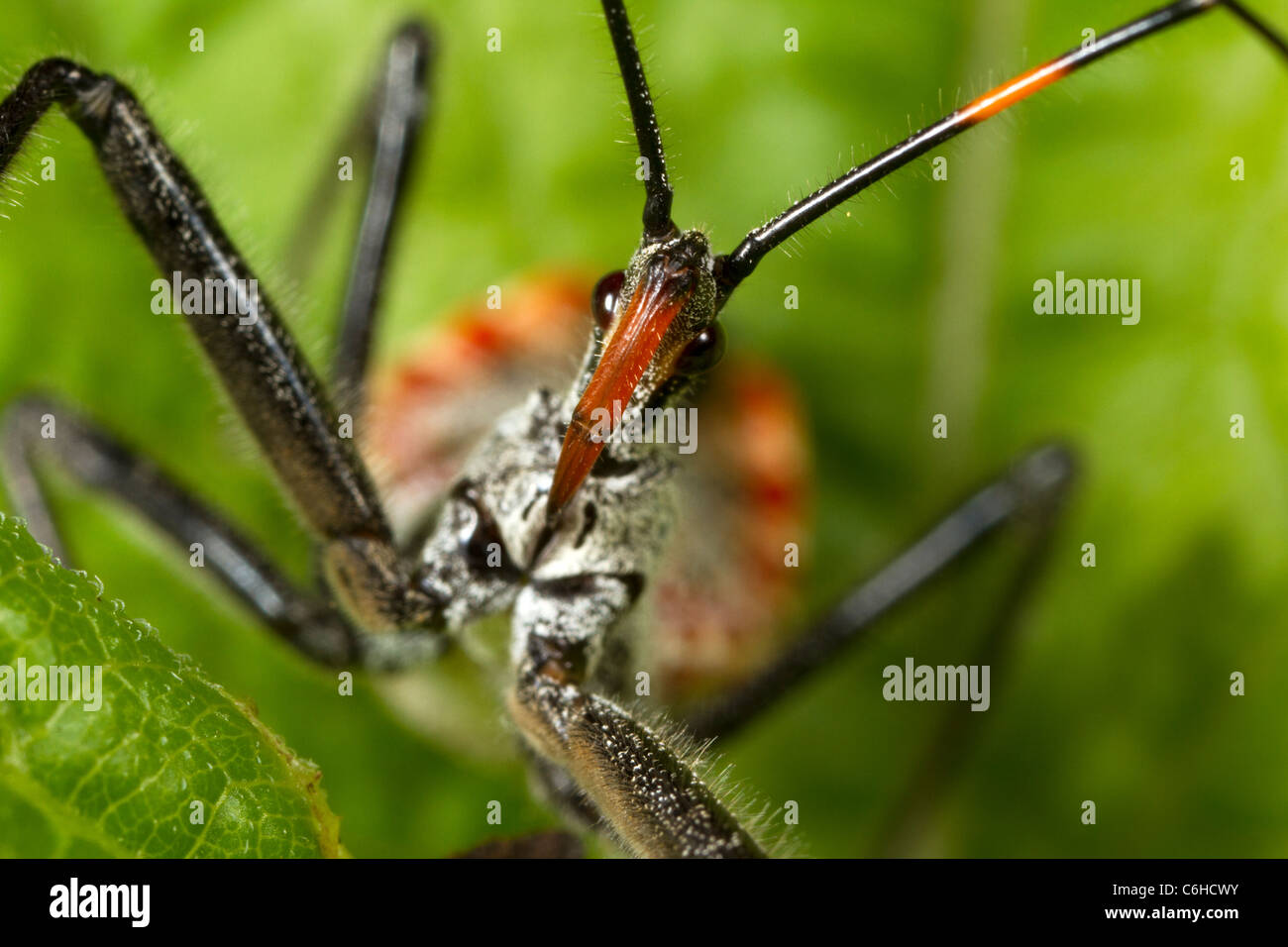 Wheel bug nymph (Arilus cristatus Stock Photo Alamy