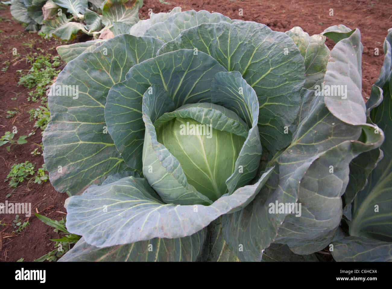 Cabbage head Stock Photo