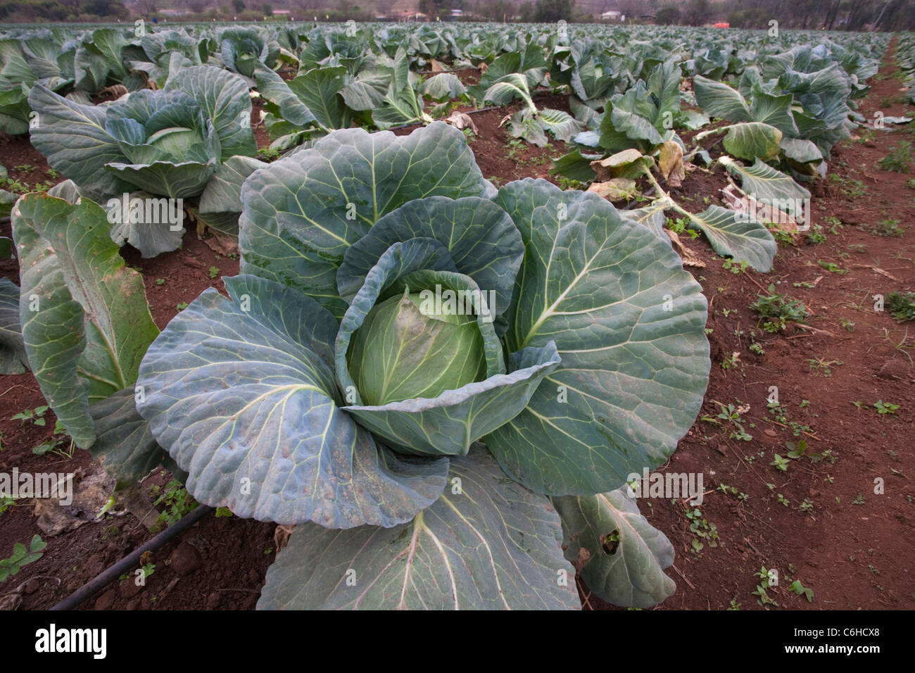 Cabbage growing in a field on a vegetable farm Stock Photo Alamy