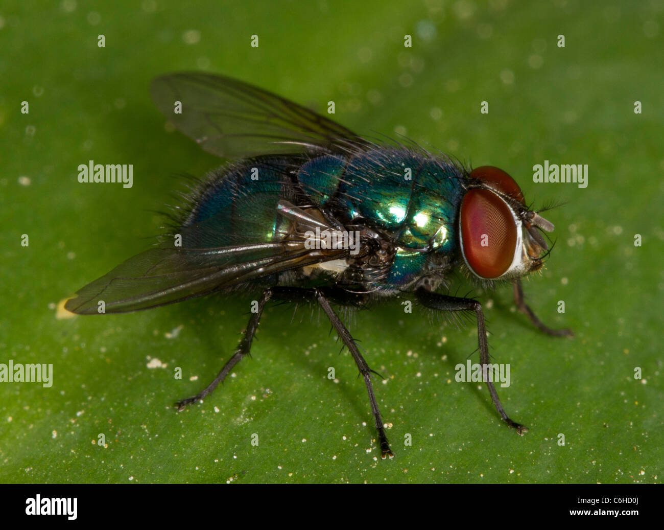 Greenbottle fly (Lucilia or Paenicia sericata), a common blowfly. Used by forensic entomologists to determine age of cadavers. Stock Photo
